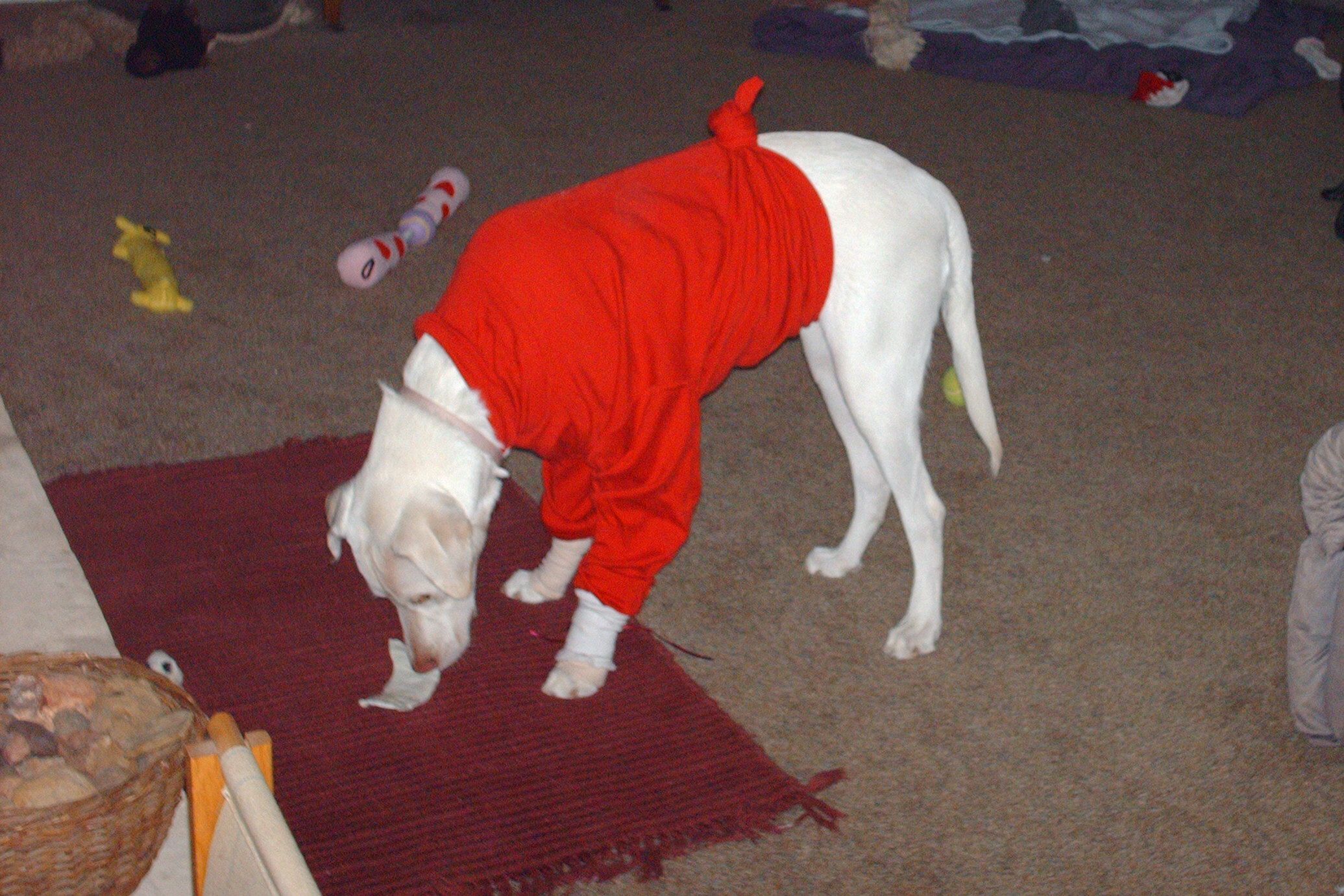 Dog Leg Stitches Protector With a Sock 4 Steps (with Pictures