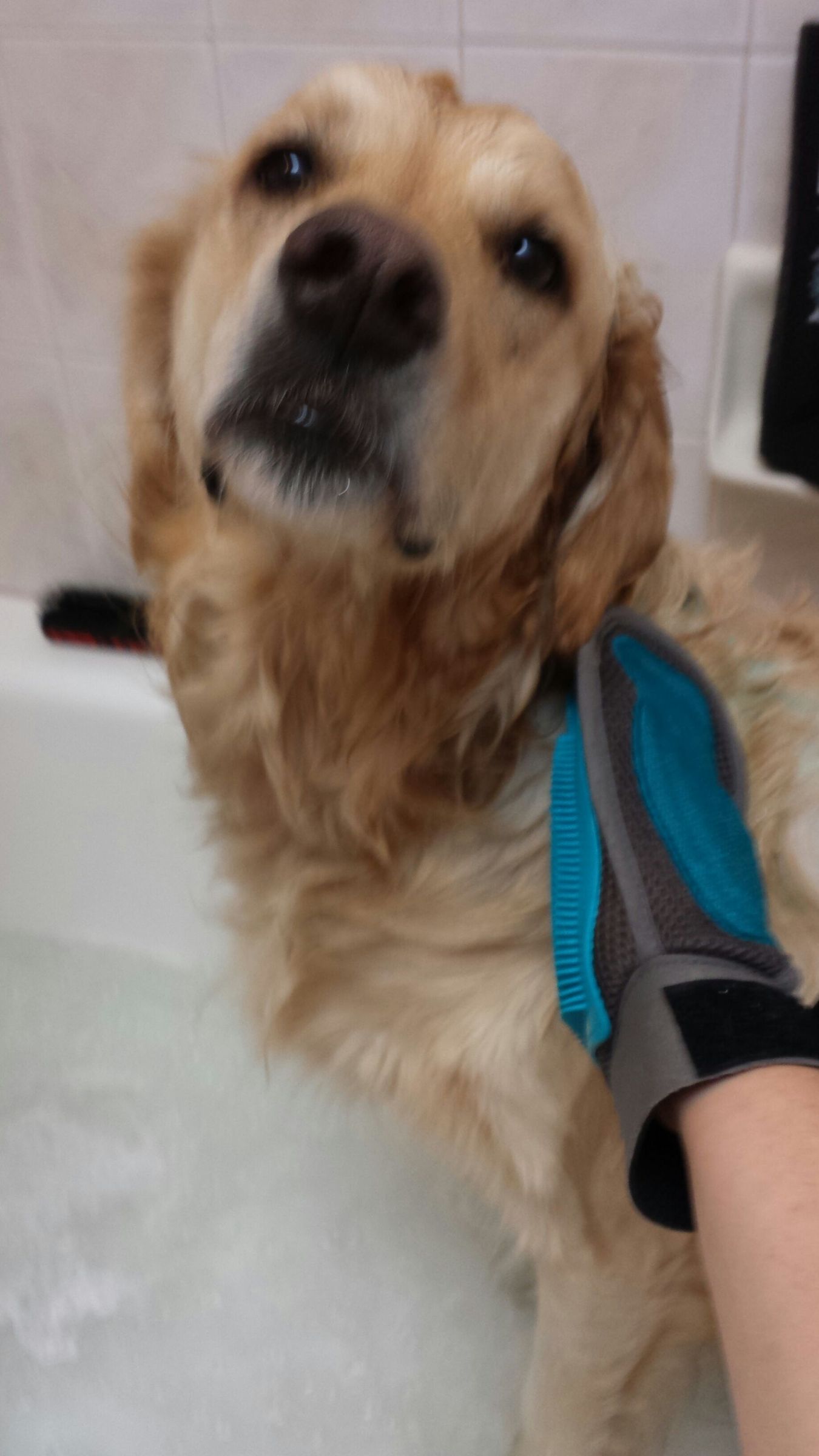 How to Wash Your Dog 7 Steps (with Pictures) Instructables