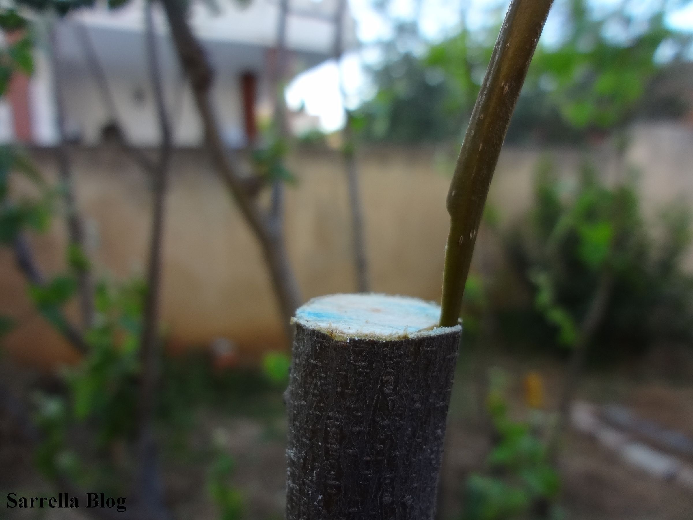 Grafting a Pear Scion to a Quince Tree 14 Steps (with Pictures