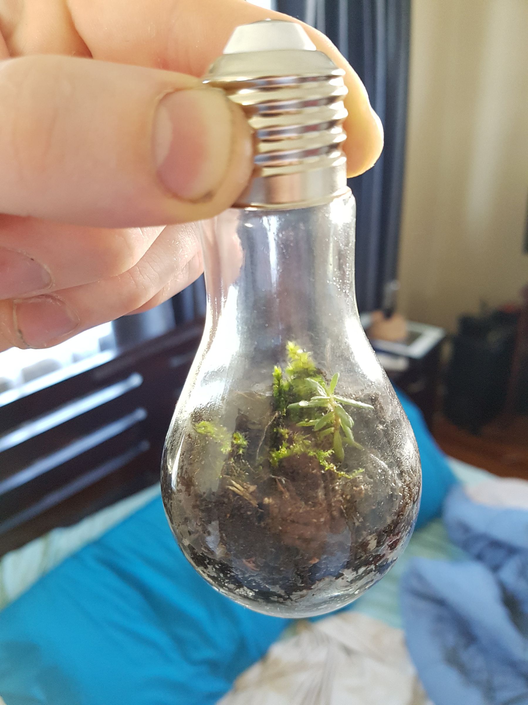 The Basics of Closed Jar Terrariums 5 Steps (with Pictures