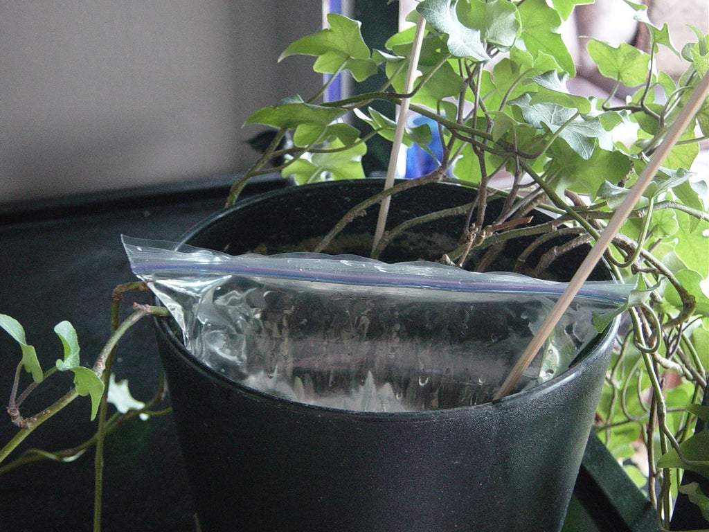 Indoor plant watering while away