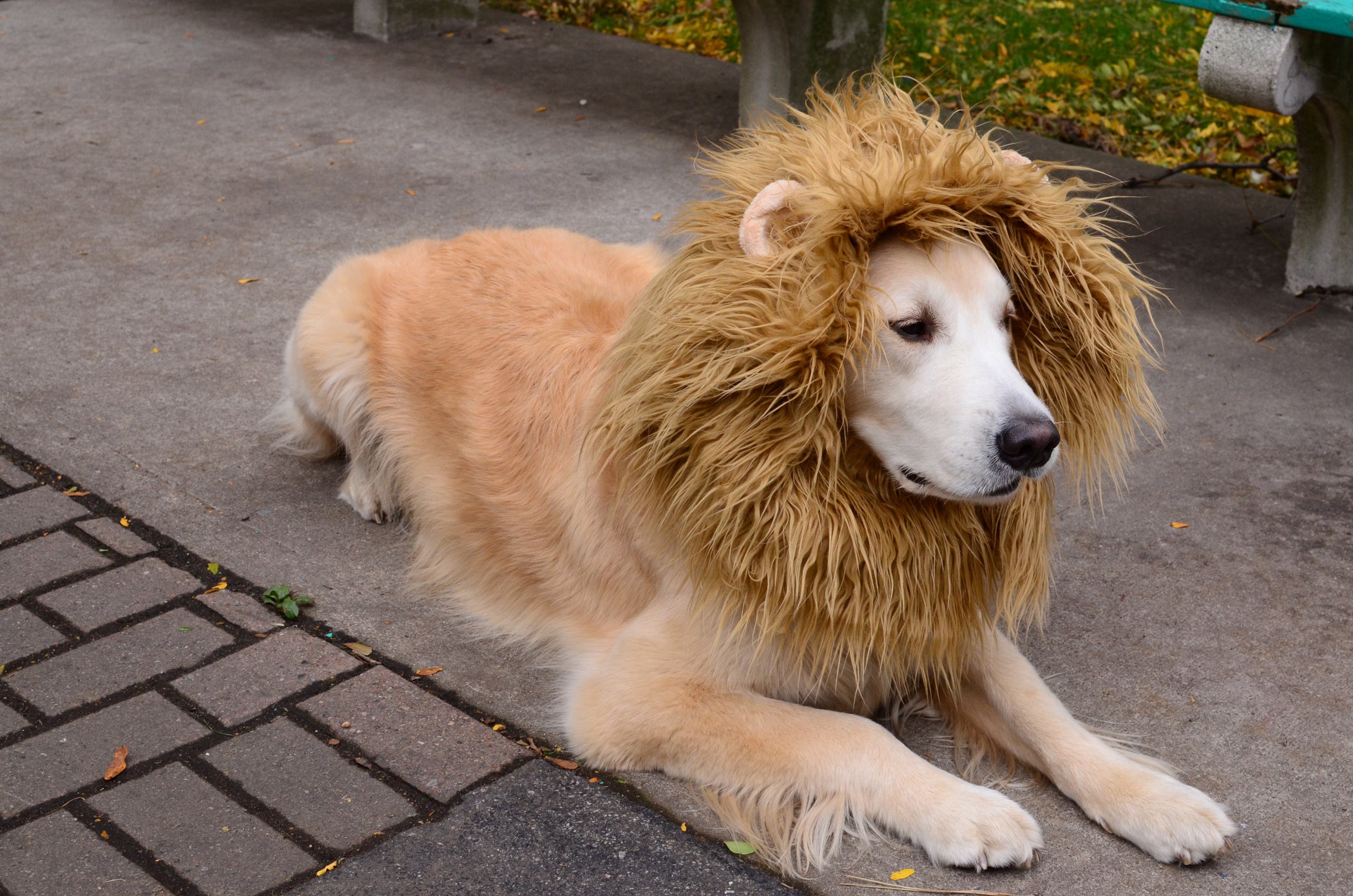 Dog lion halloween costume 2022