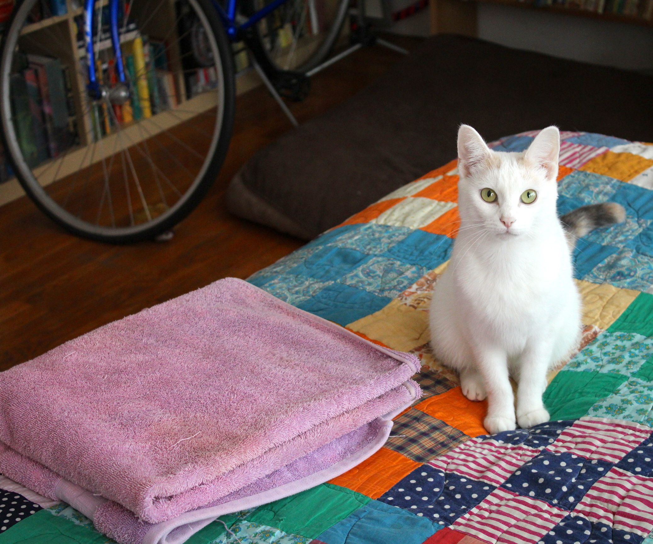 How to Trim Your Cat's Claws 4 Steps (with Pictures) Instructables