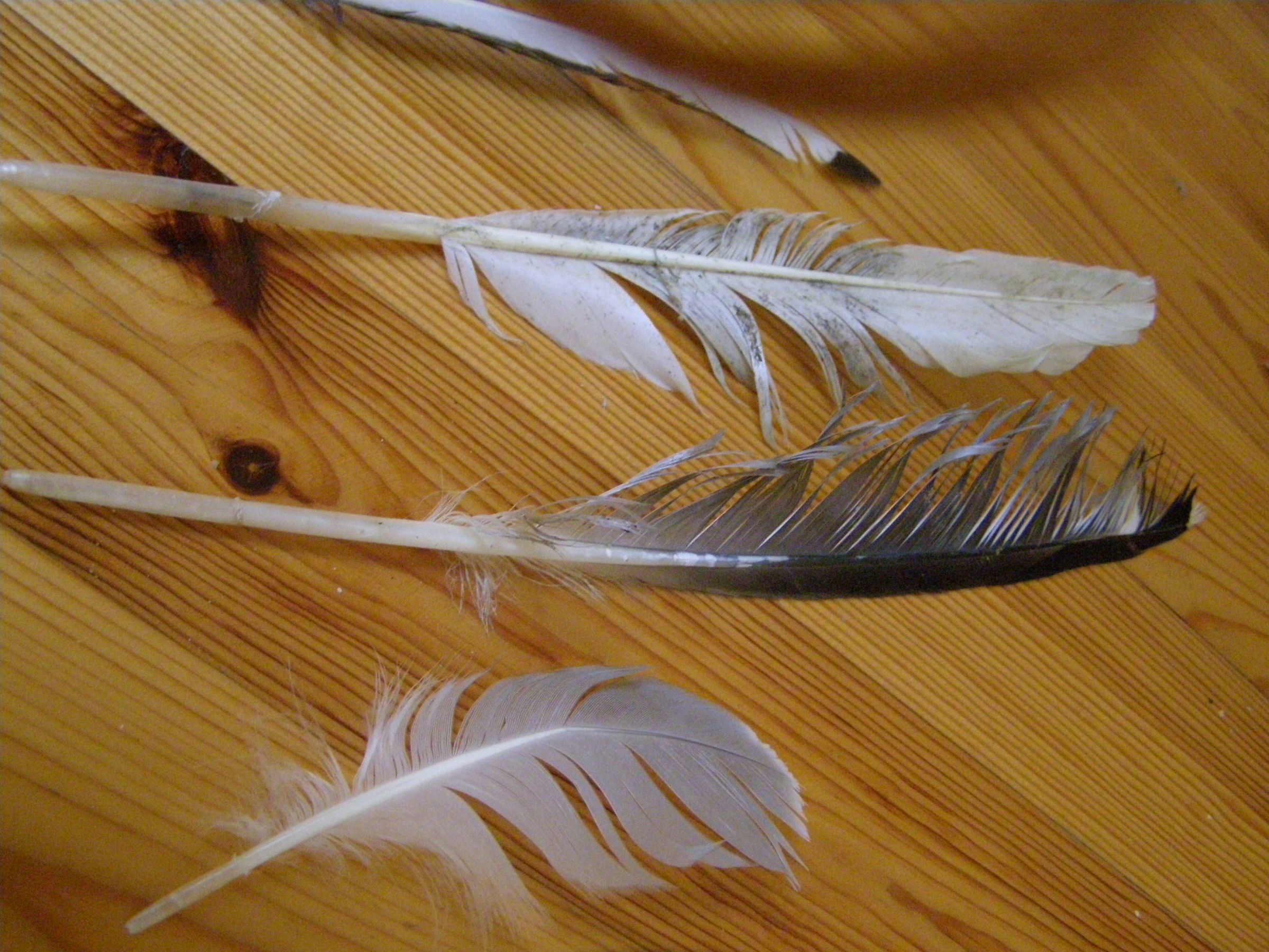 How to Make a Feather Quill (2 Ways) Instructables