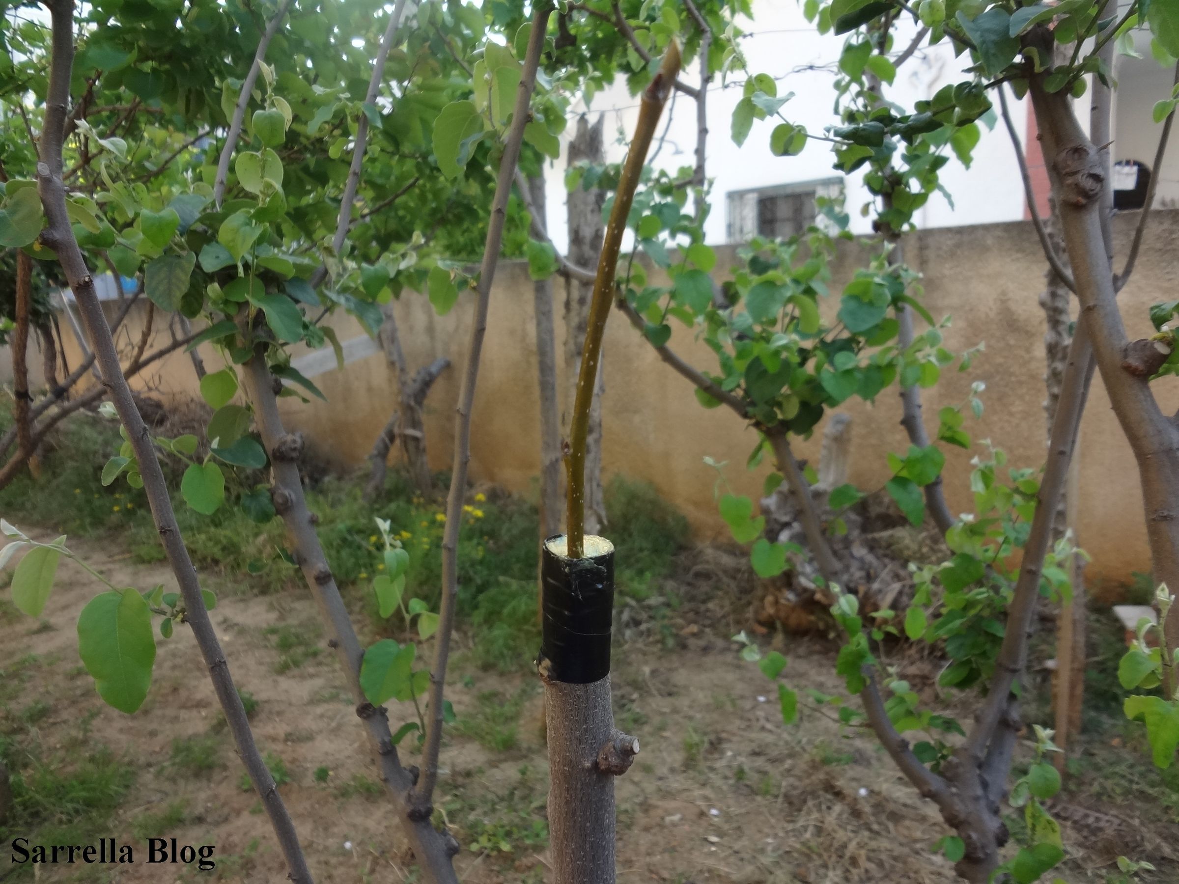 Grafting a Pear Scion to a Quince Tree 14 Steps (with Pictures