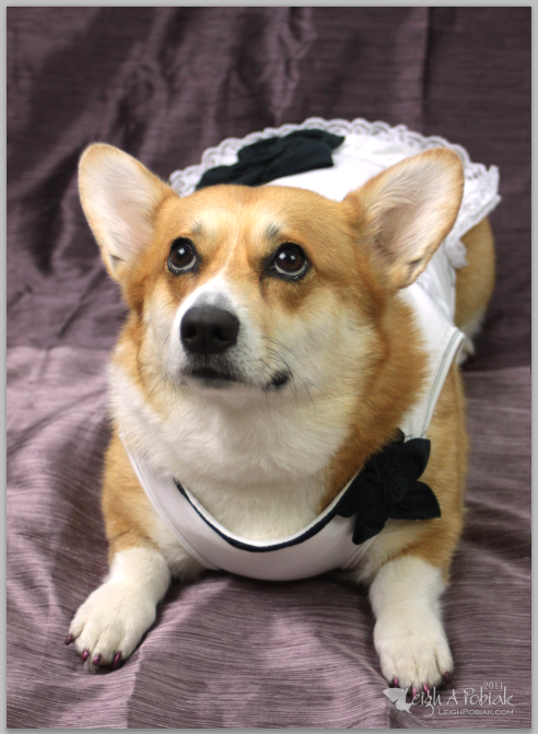 corgis wearing clothes