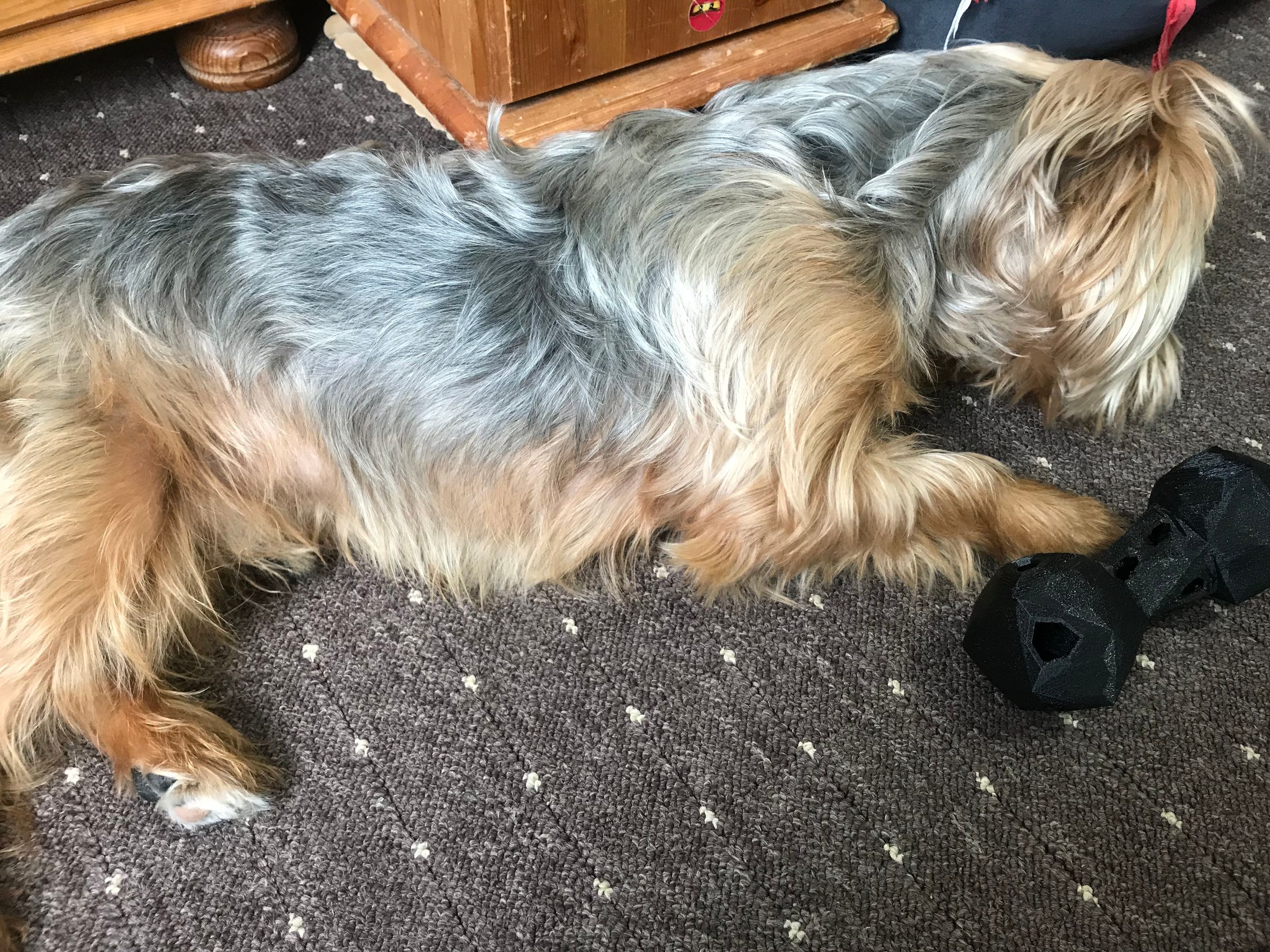 3d printed dog toy