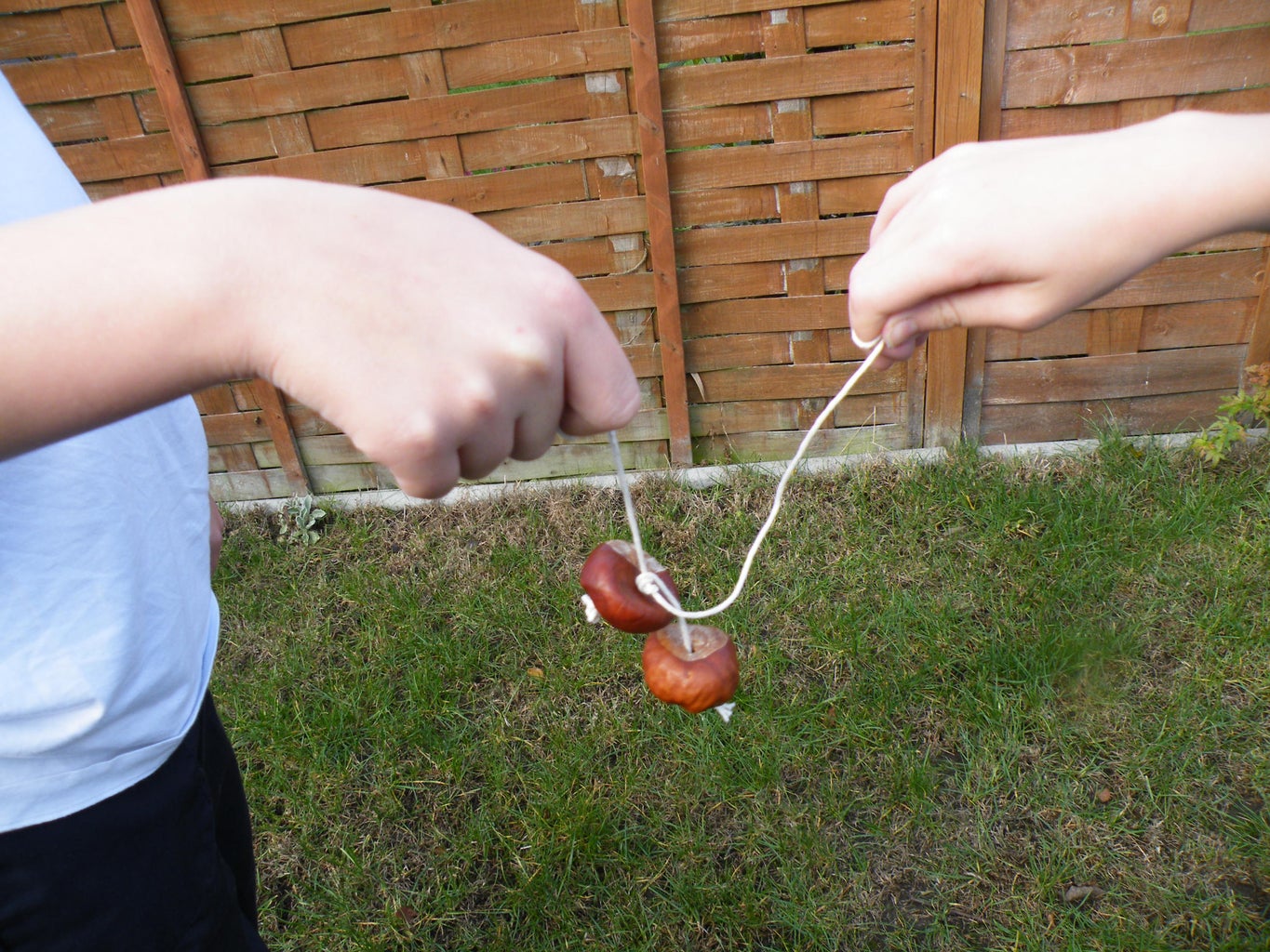 How To Play Conkers 7 Steps With Pictures Instructables How To Play Conkers 7 Steps With Pictures Instructables