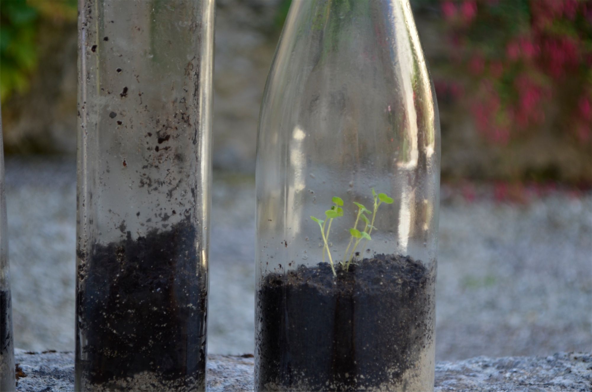 Plants in Bottles 5 Steps (with Pictures) Instructables