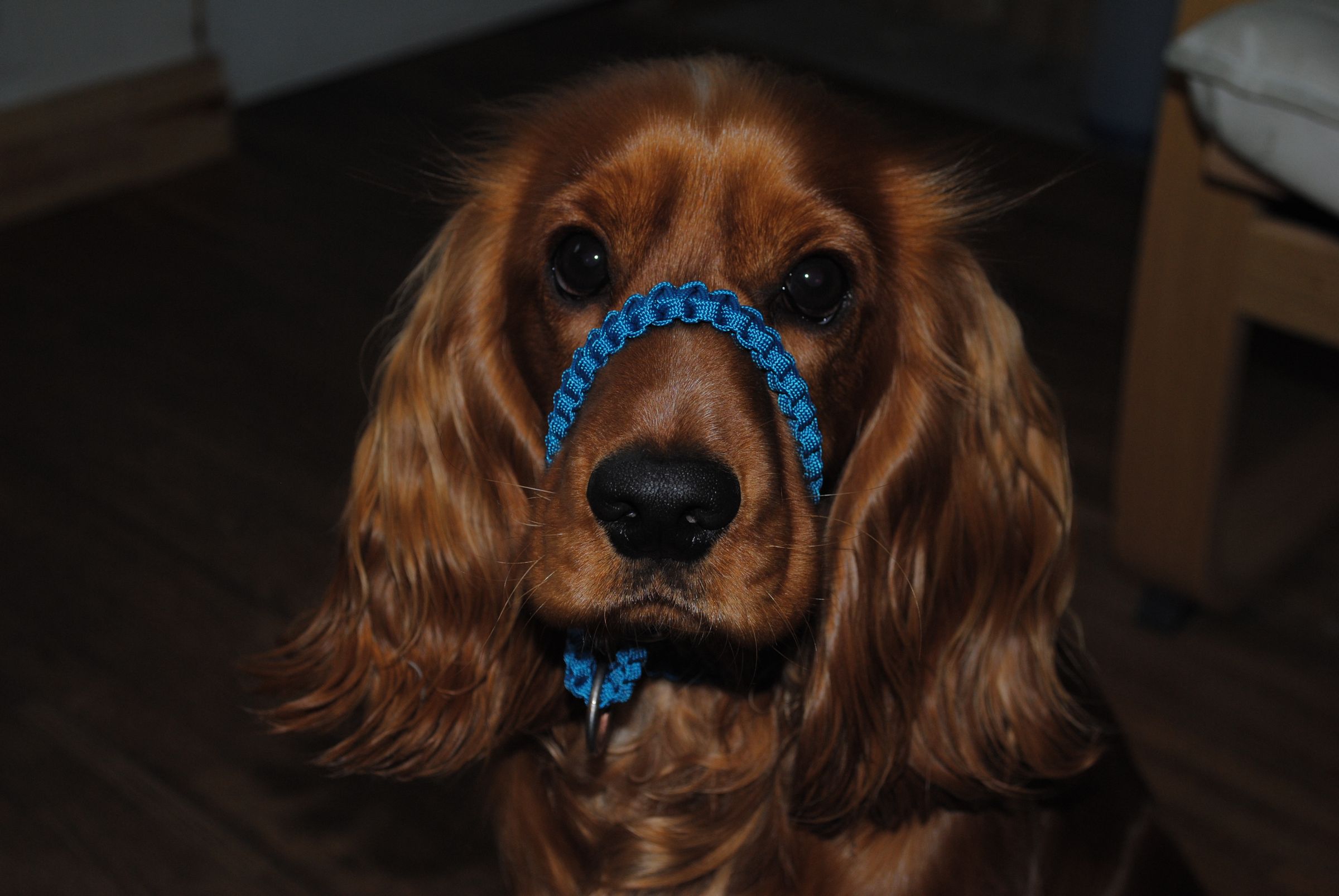 Paracord Dog Collar, Halti Collar 9 Steps Instructables