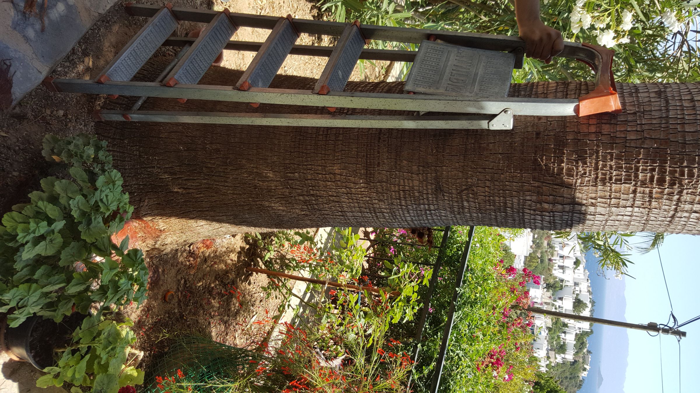 How to Cut Palm Tree's Leaves 10 Steps (with Pictures) Instructables