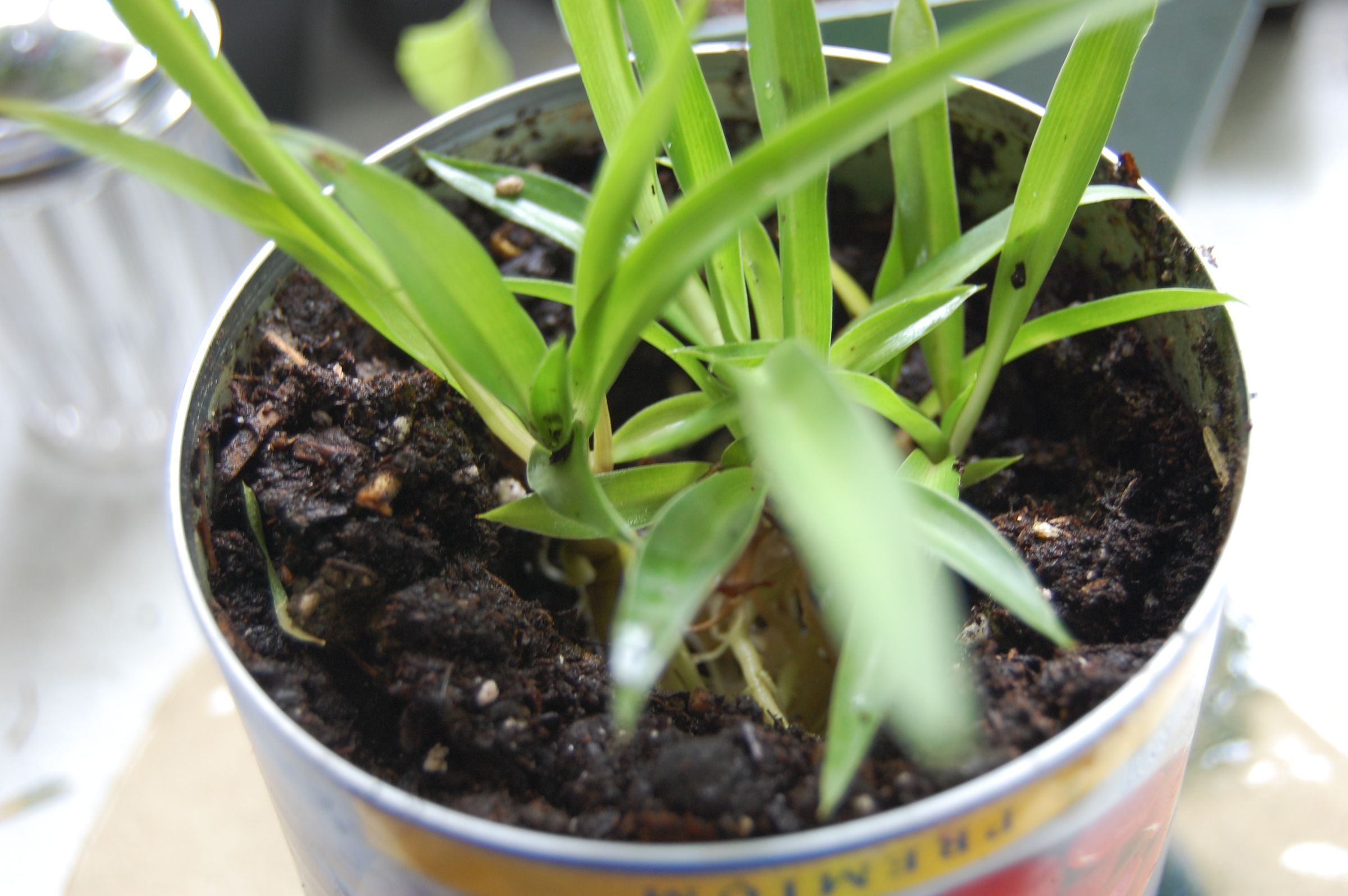 How to Make an Indoor Garden : 6 Steps - Instructables