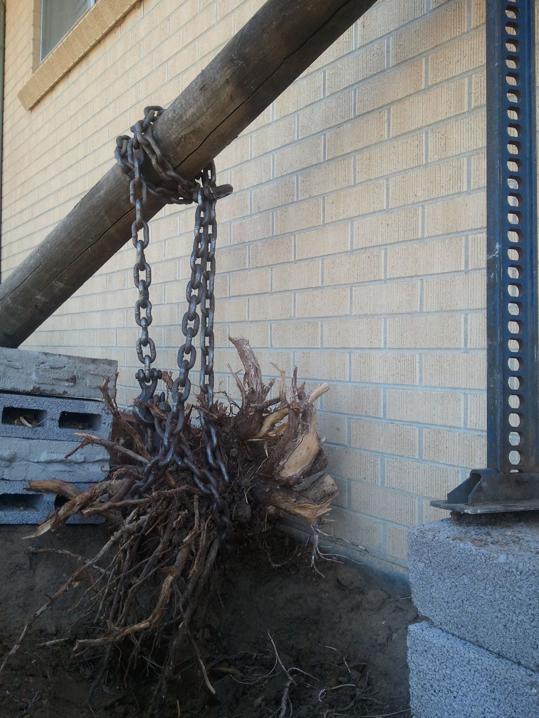 Juniper and Large Stump Removal Instructables