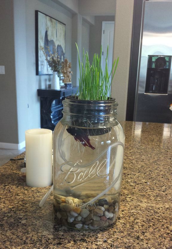 betta fish jar
