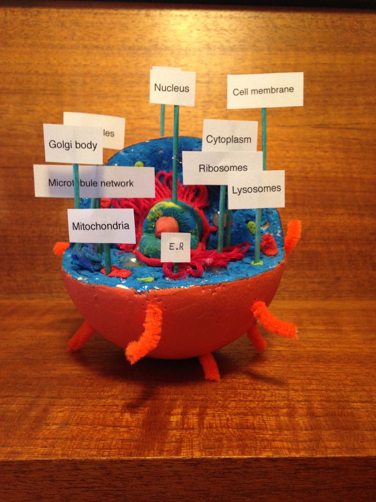 How To Make A Styrofoam Animal Cell Model Styrofoam Animal Cell Model Project