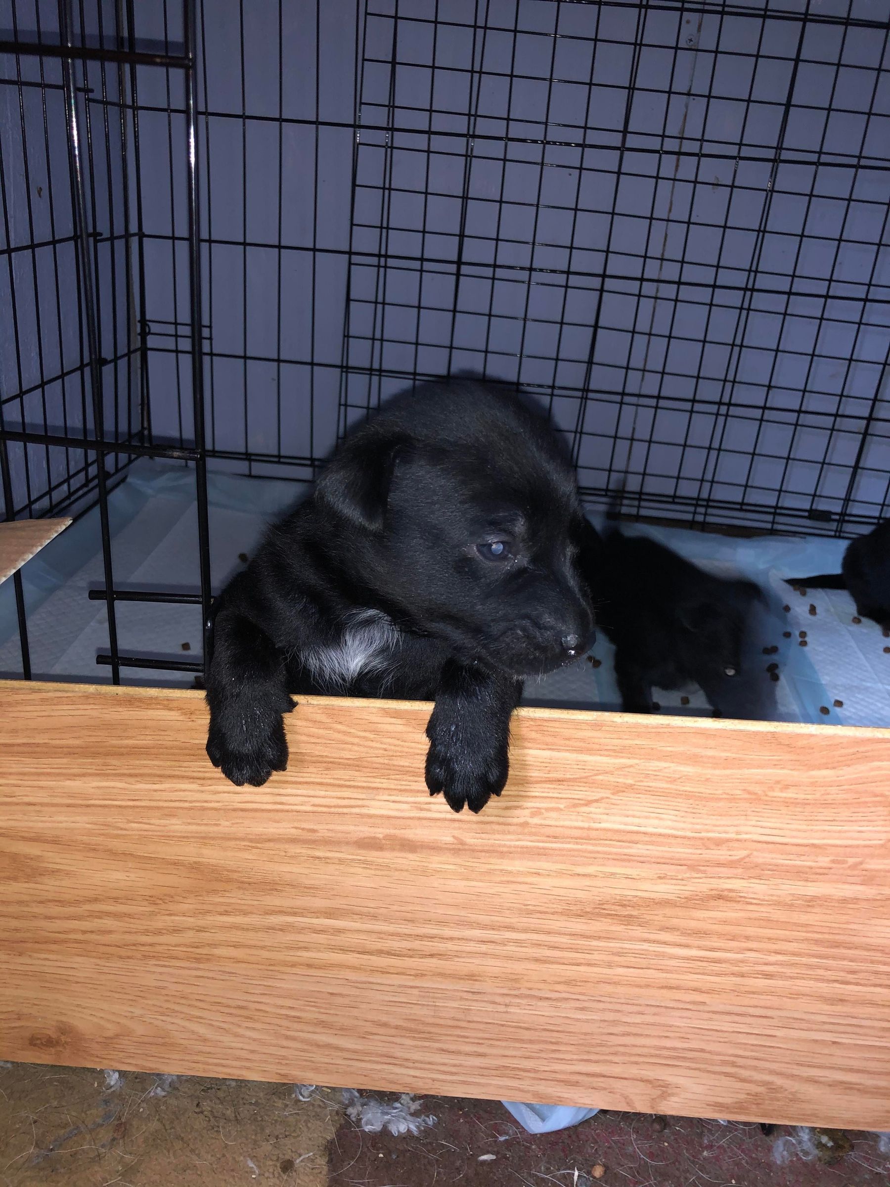 How to Care for a Litter of Puppies 5 Steps Instructables