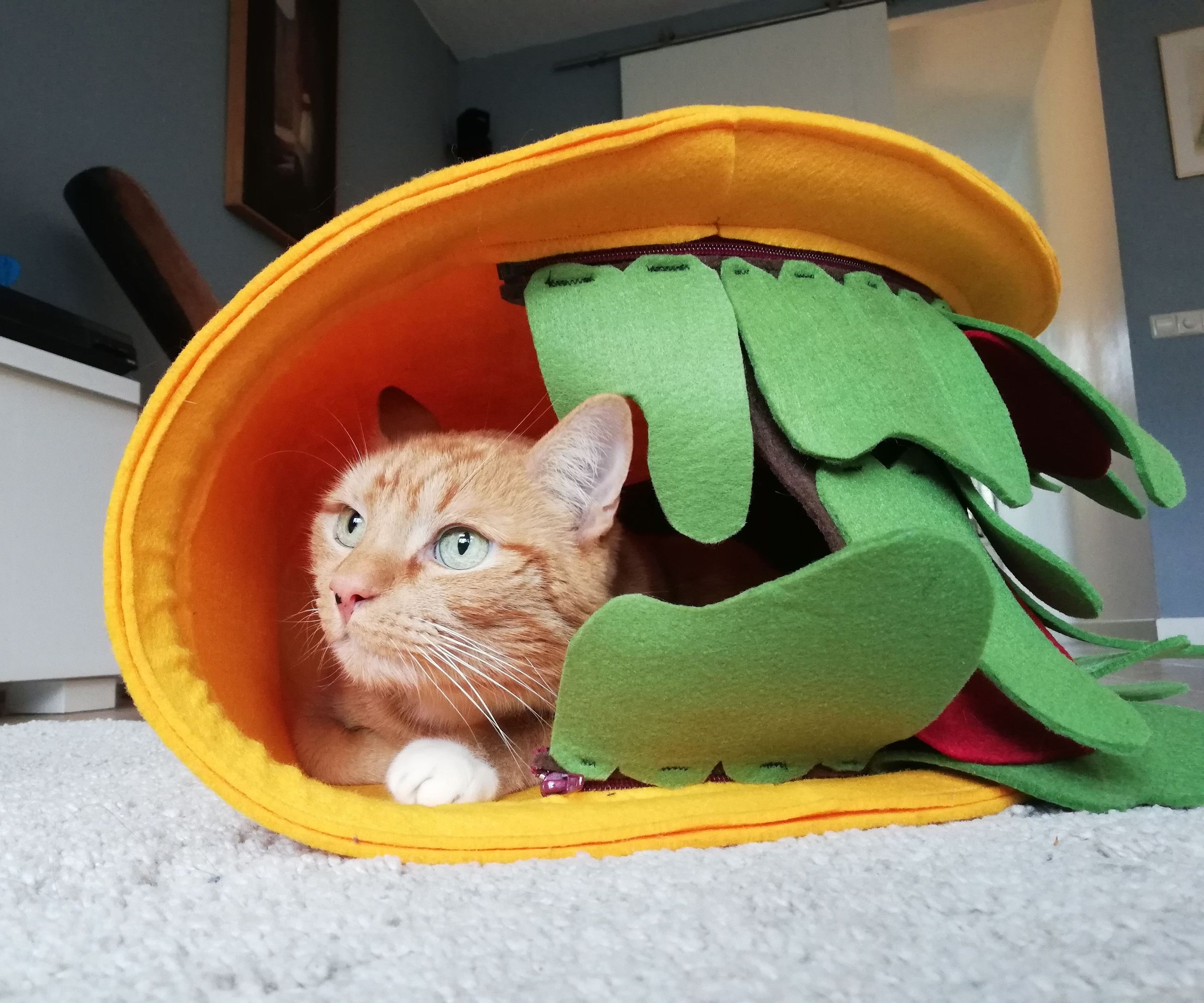 cat taco bed