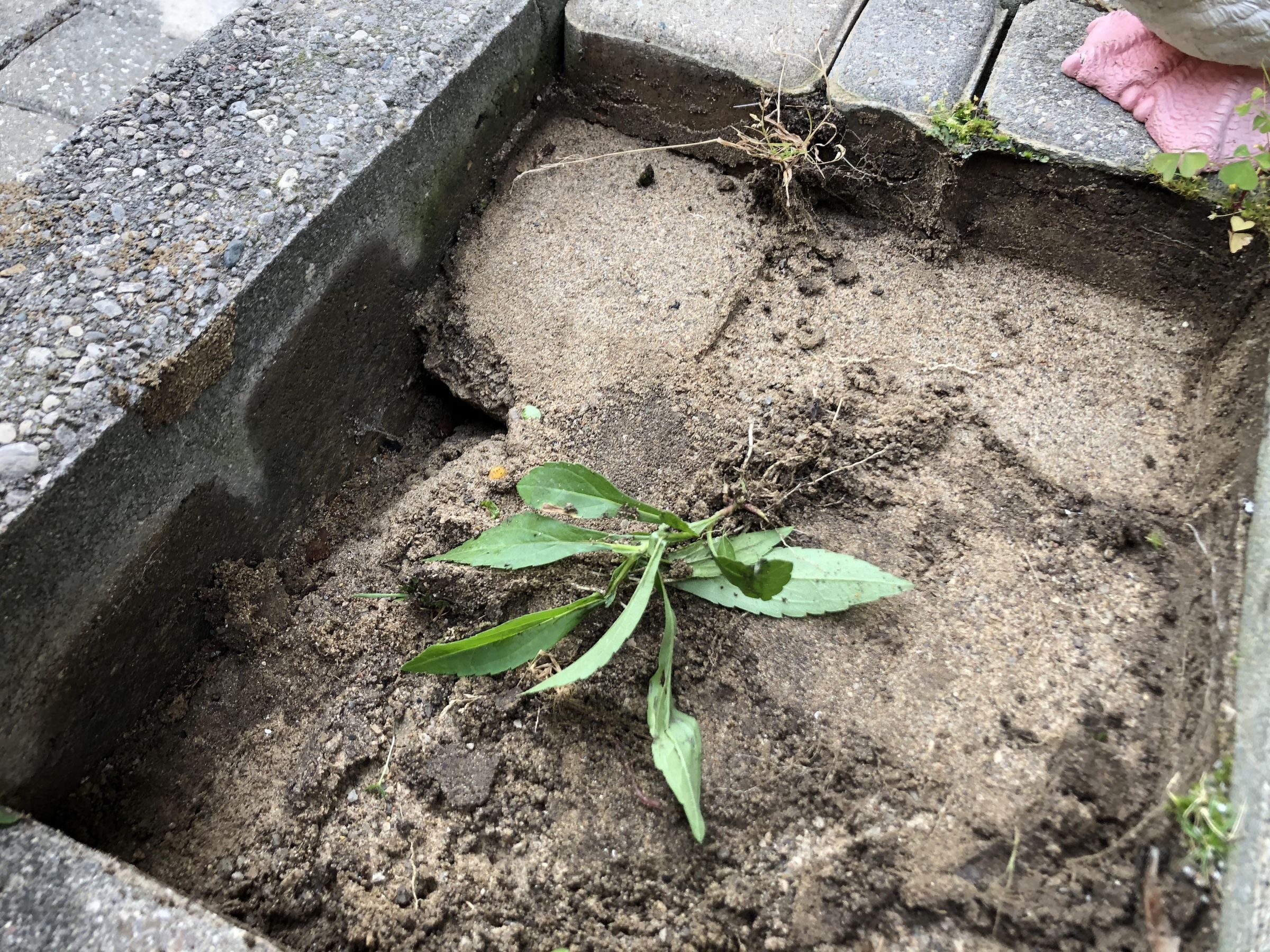 Repair Sunken Pavers 6 Steps (with Pictures) Instructables