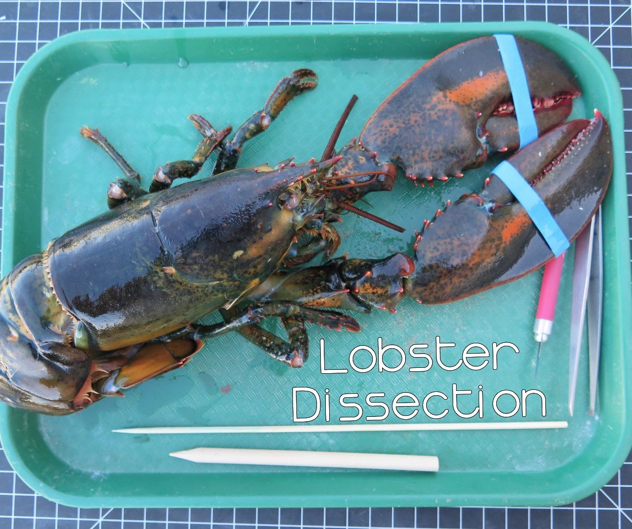 Lobster Dissection 11 Steps Instructables