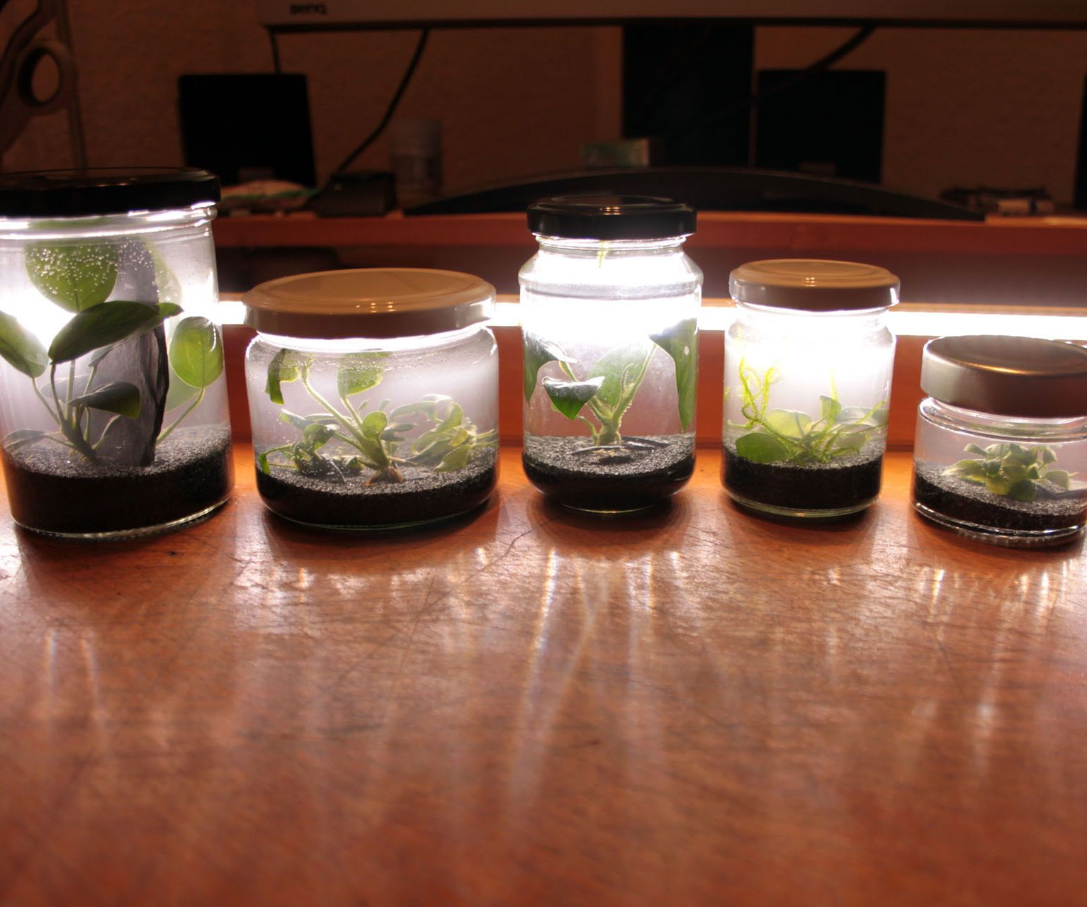 jar aquarium