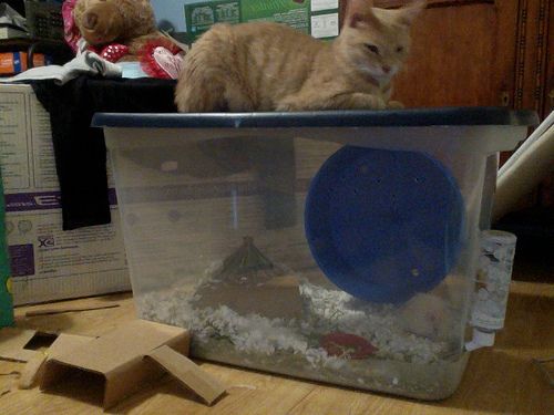 plastic bin hamster cage