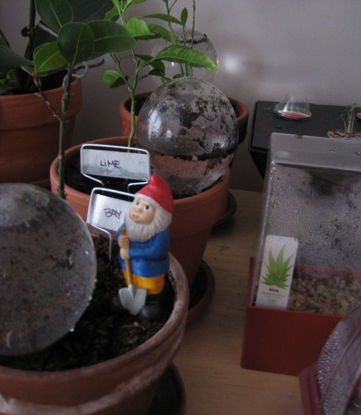 Growing Mushrooms! : 7 Steps - Instructables
