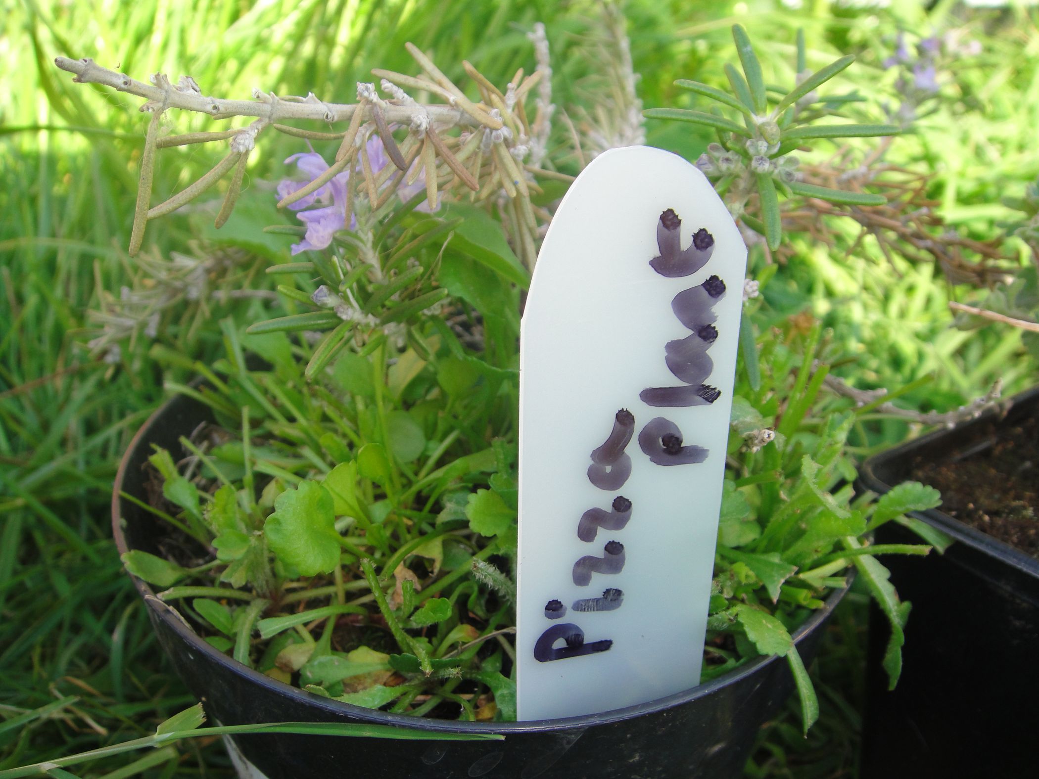 Plant Tags From Plastic Bottles Instructables