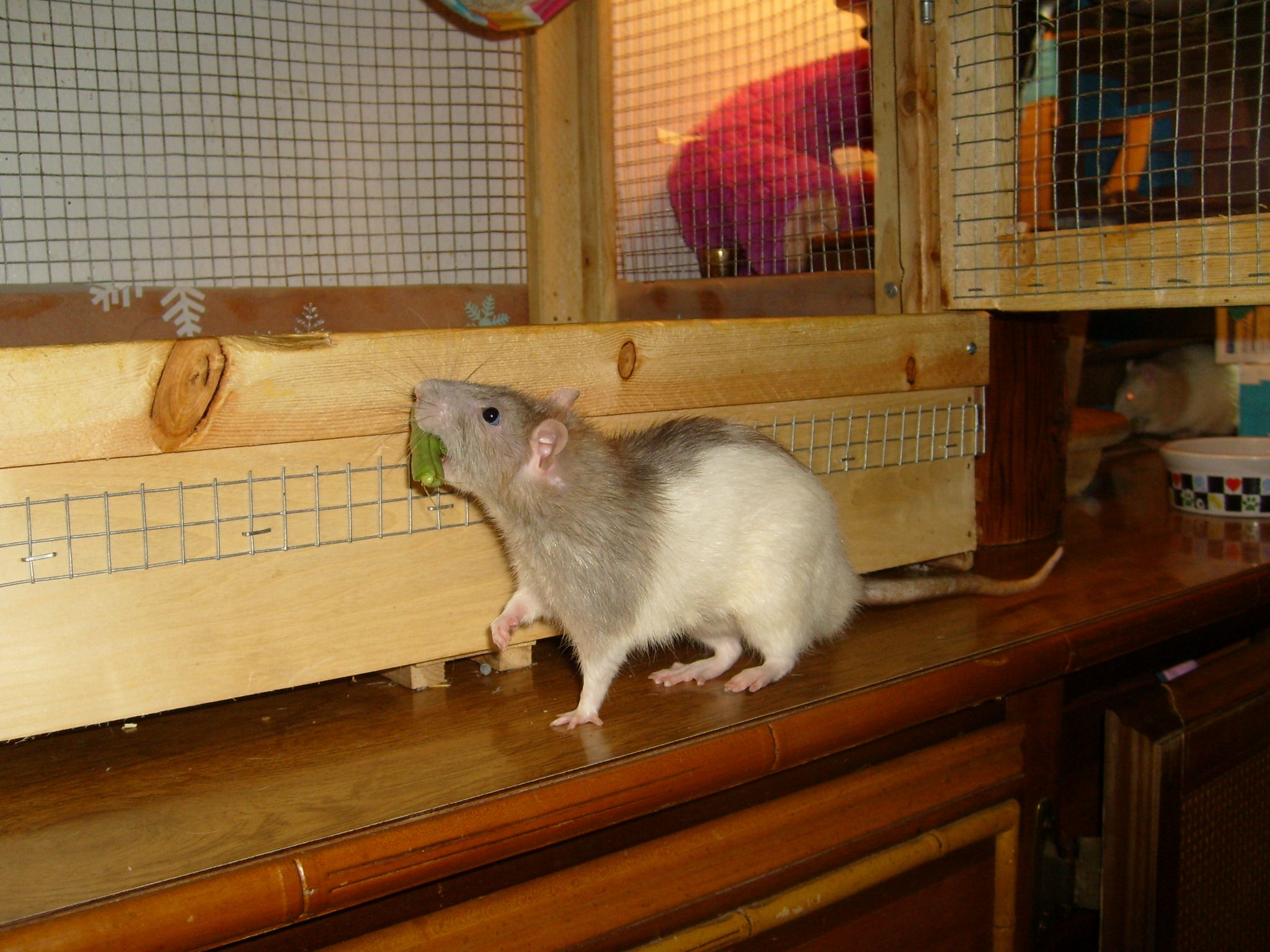 How To Pet Rats 8 Steps Instructables