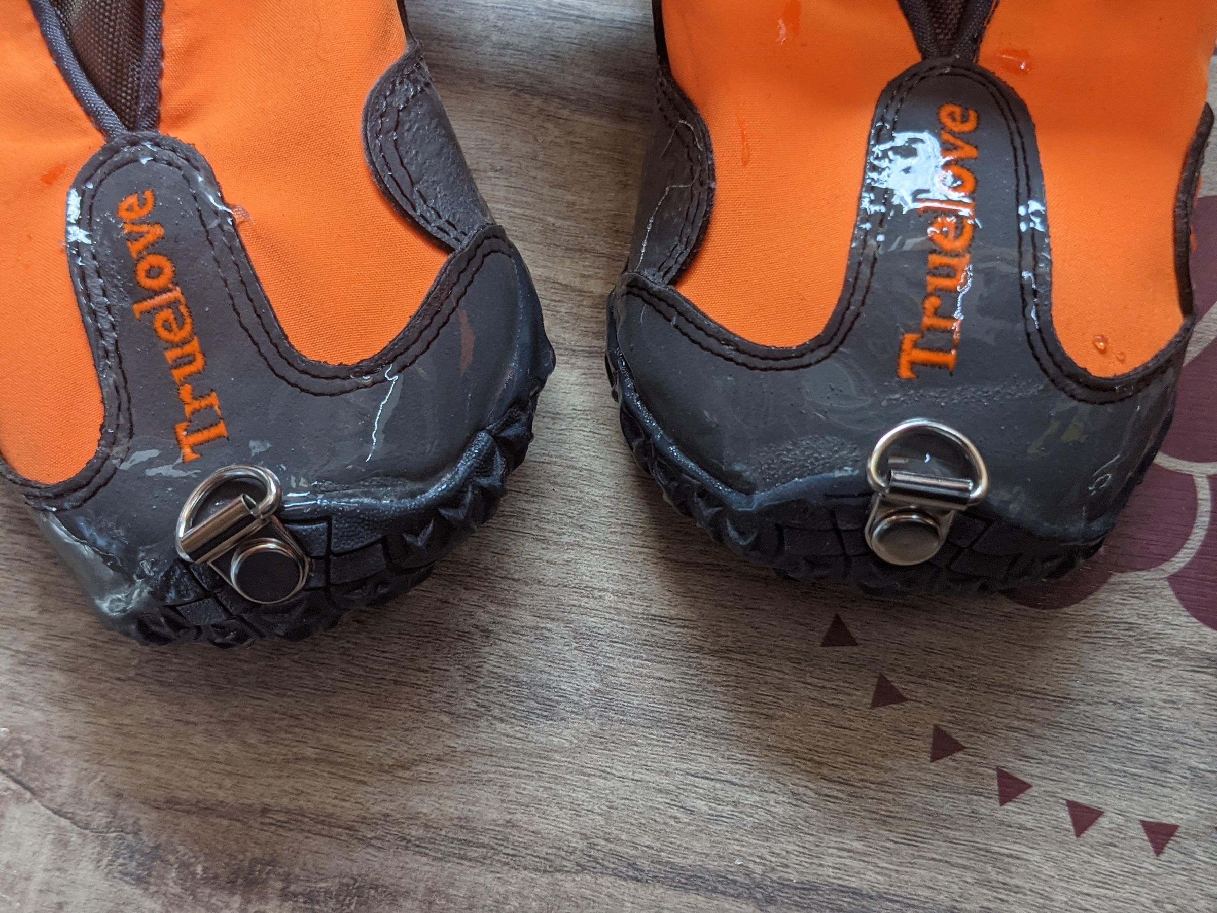 AntiKnucking Shoes for Dogs With Degenerative Myelopathy 7 Steps