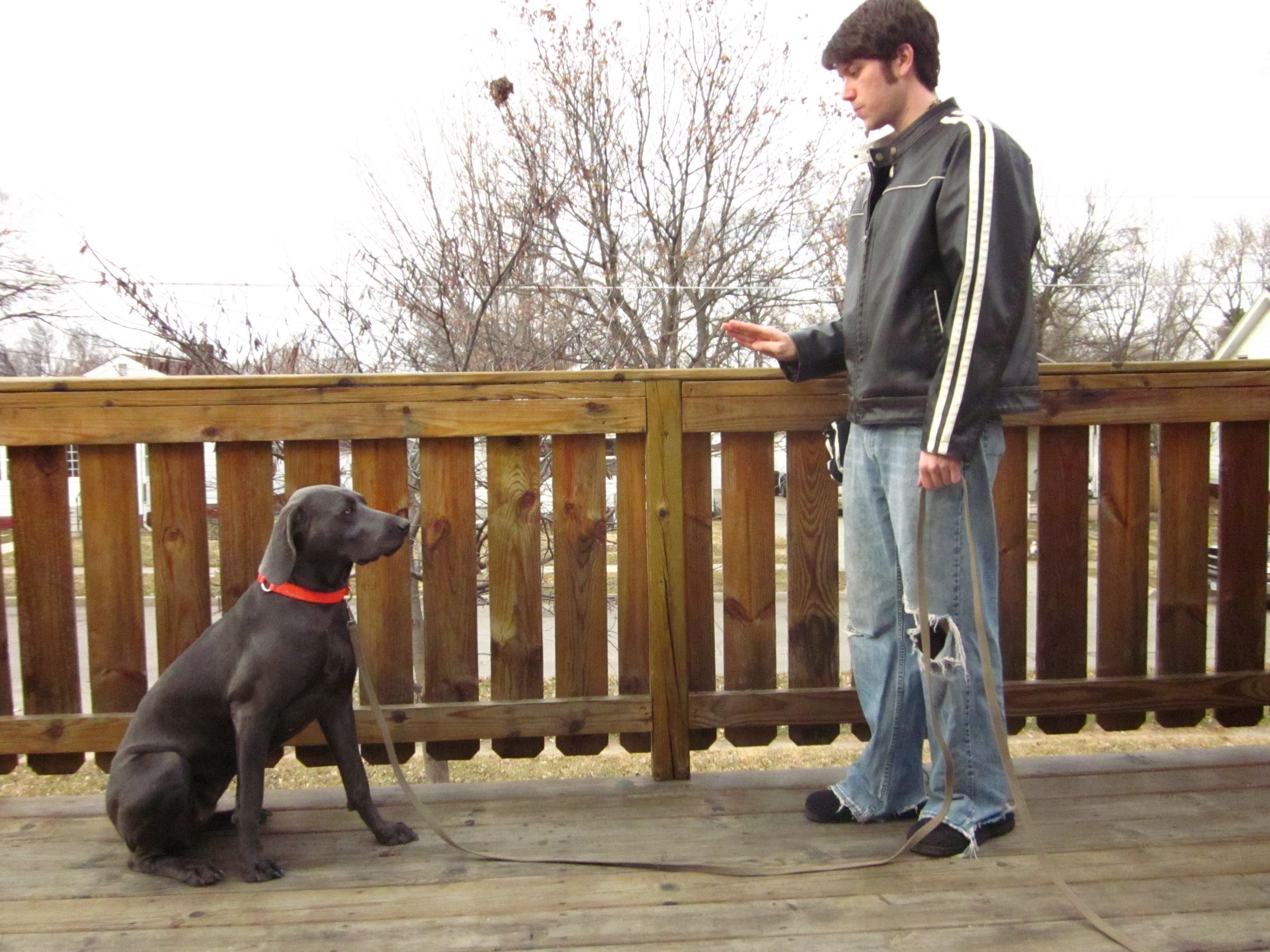 Basic Obedience Training for Dogs 6 Steps (with Pictures) Instructables