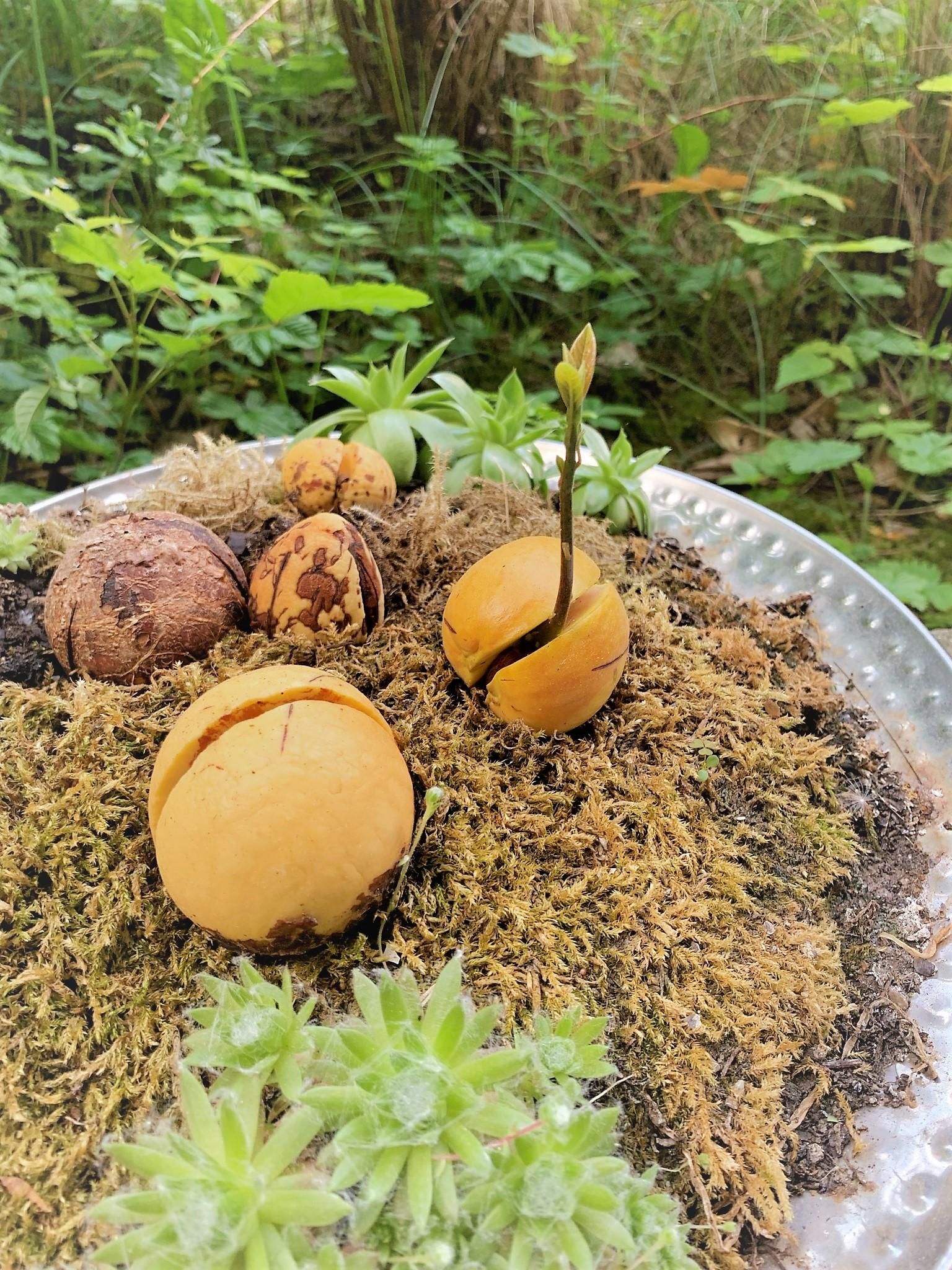 The Easiest Way to Grow Avocado From a Seed 4 Steps Instructables