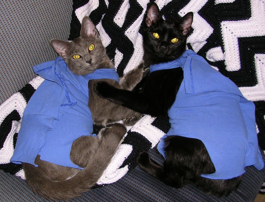 cat spay sweater