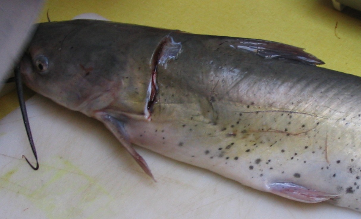catfish cleaning tools