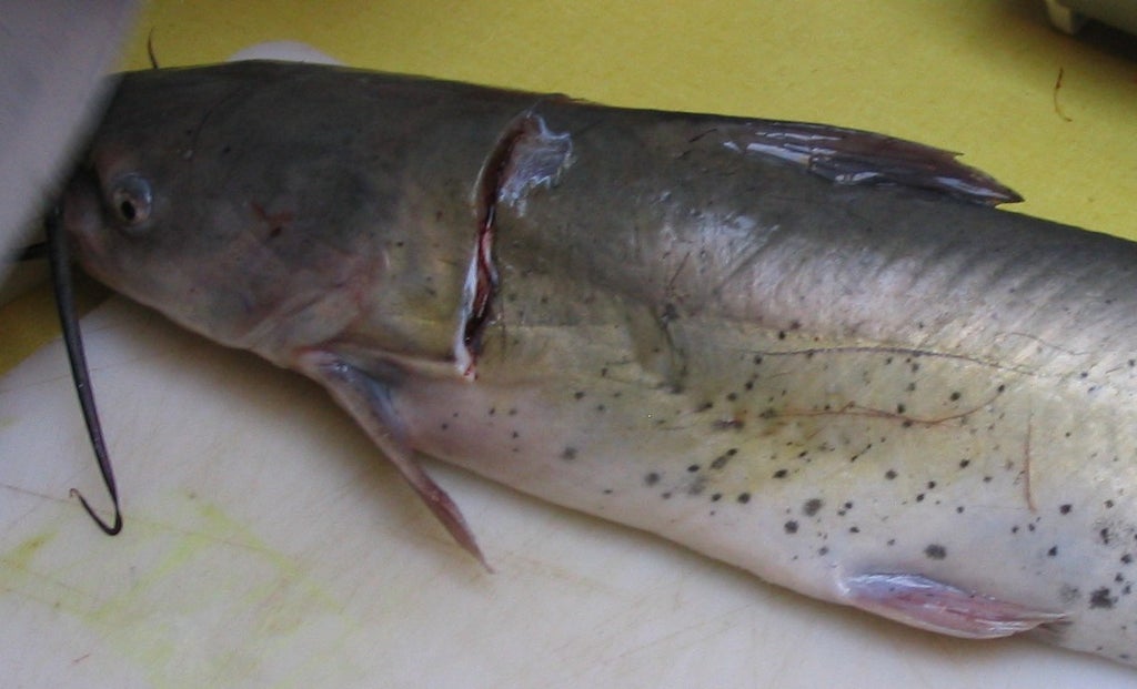 Skinning And Filleting Catfish : 13 Steps (With Pictures) - Instructables