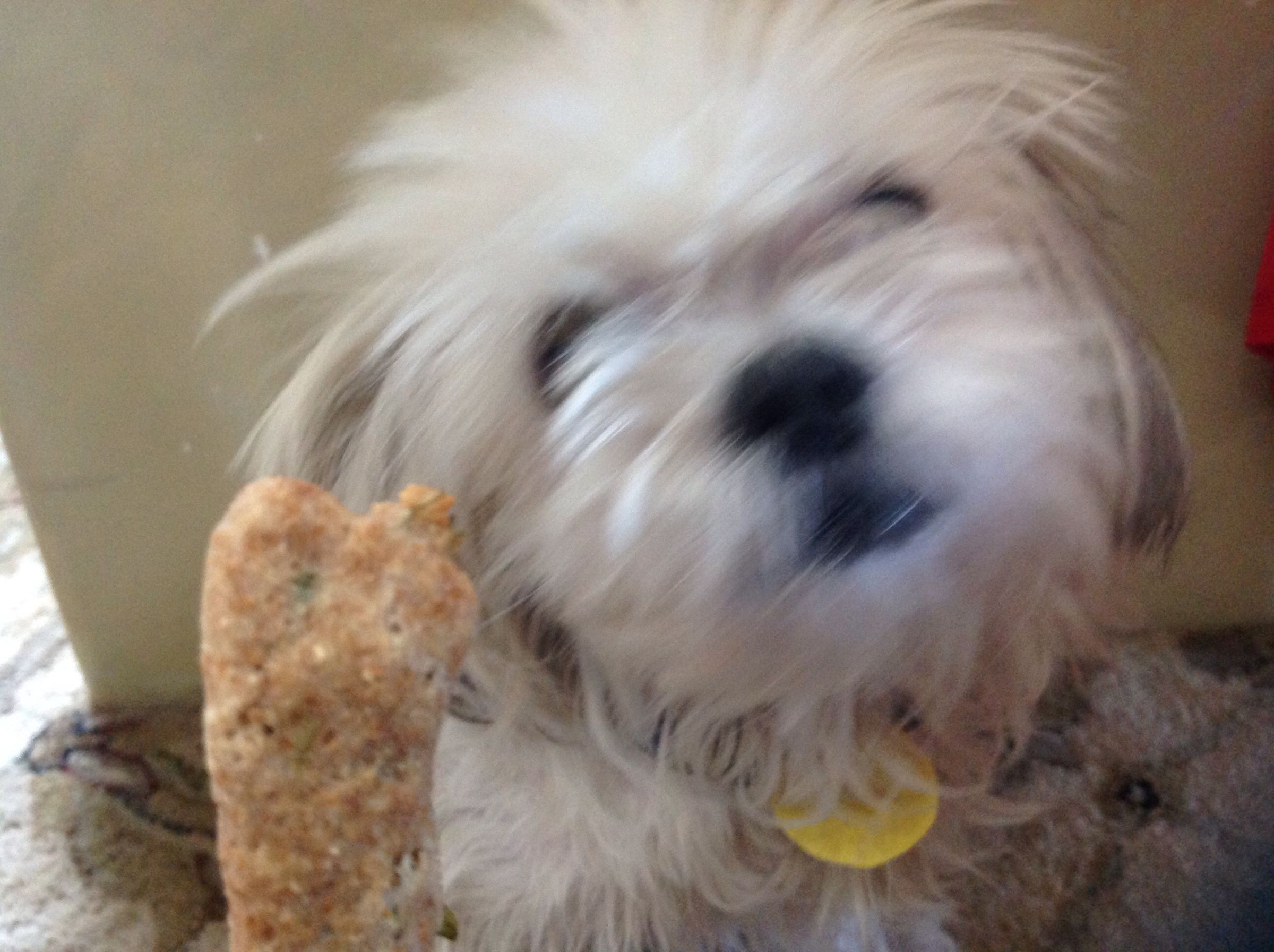 homemade dog treats for teeth cleaning