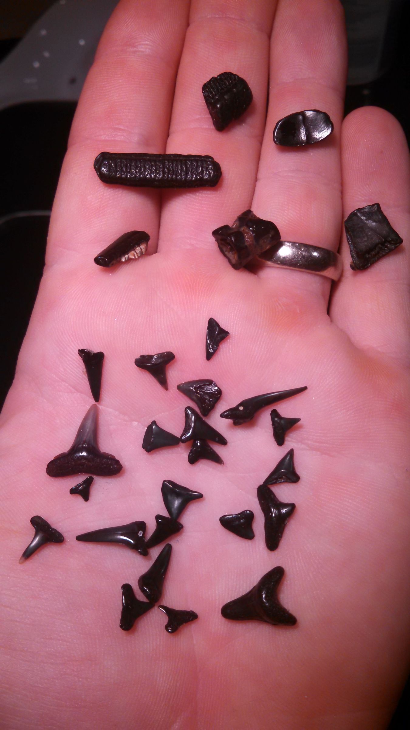 How to Find Shark Teeth 10 Steps (with Pictures) Instructables
