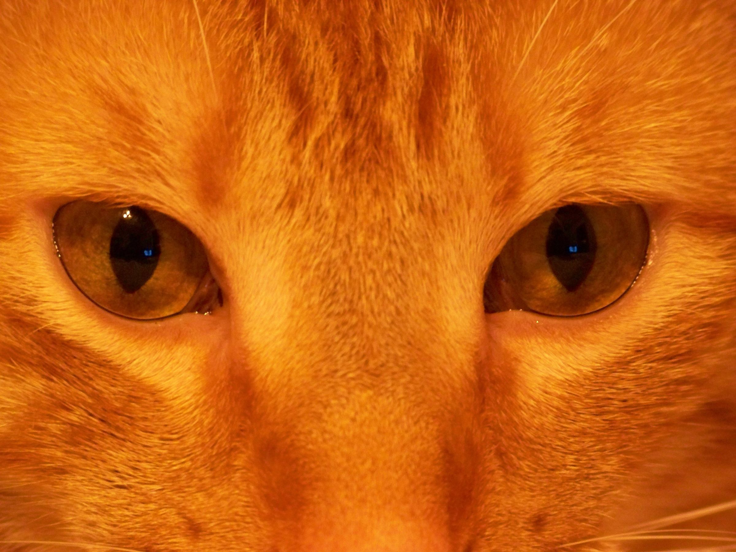 How to Make Your Cat Purr 7 Steps (with Pictures) Instructables