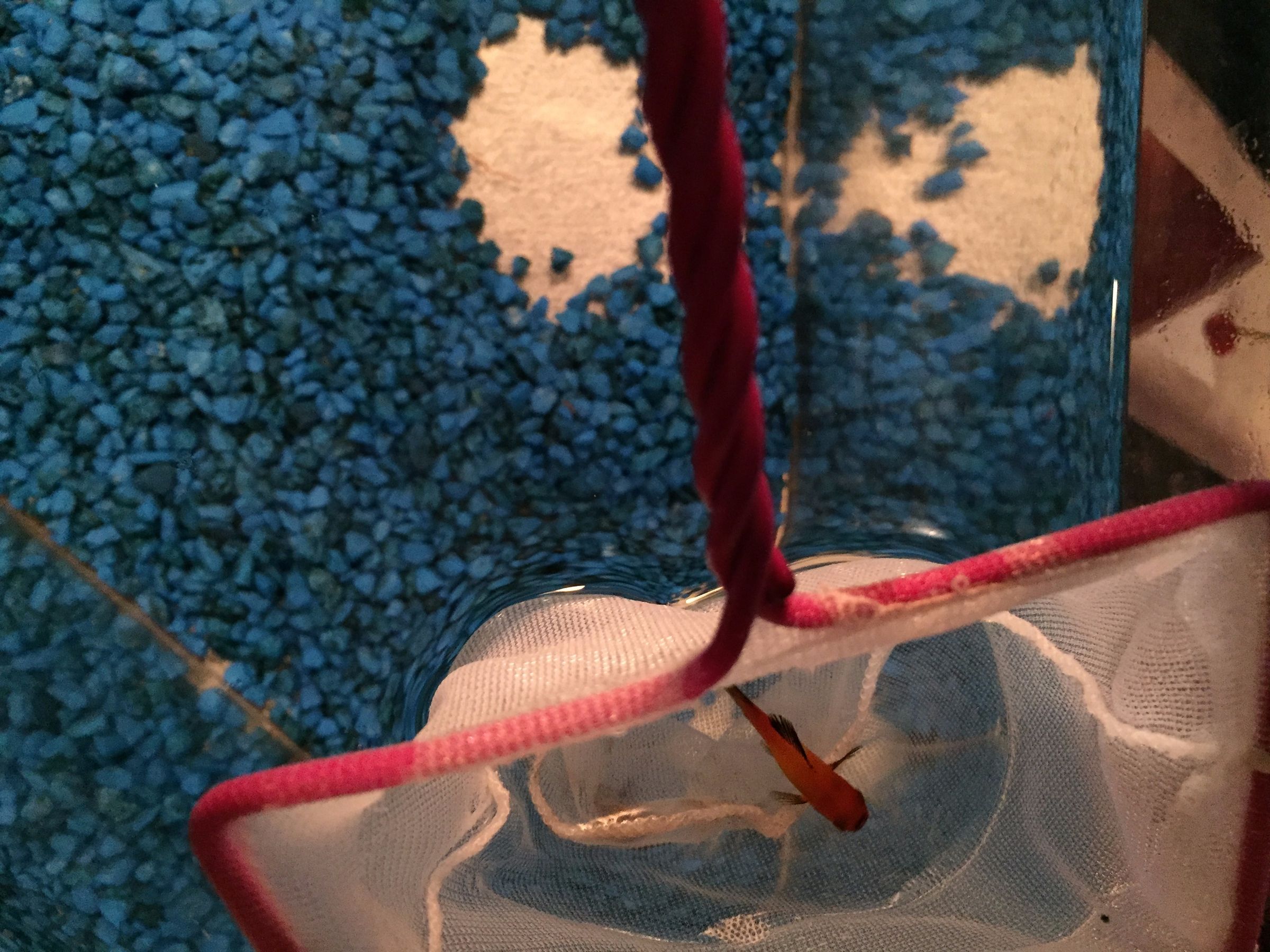 How to Clean Your Small Fish Tank 7 Steps (with Pictures) Instructables