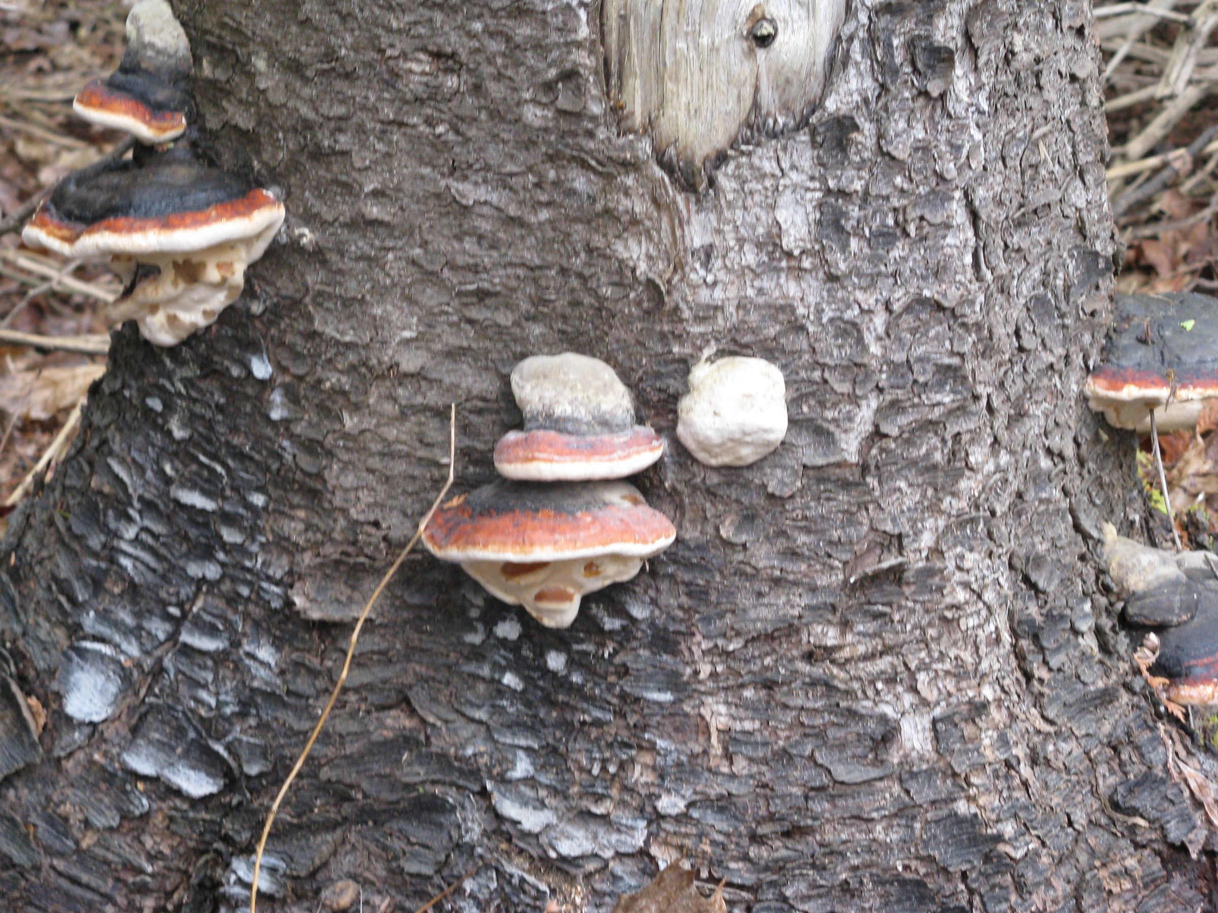 False tinder fungus