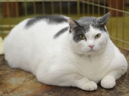 how to get your cat to lose weight