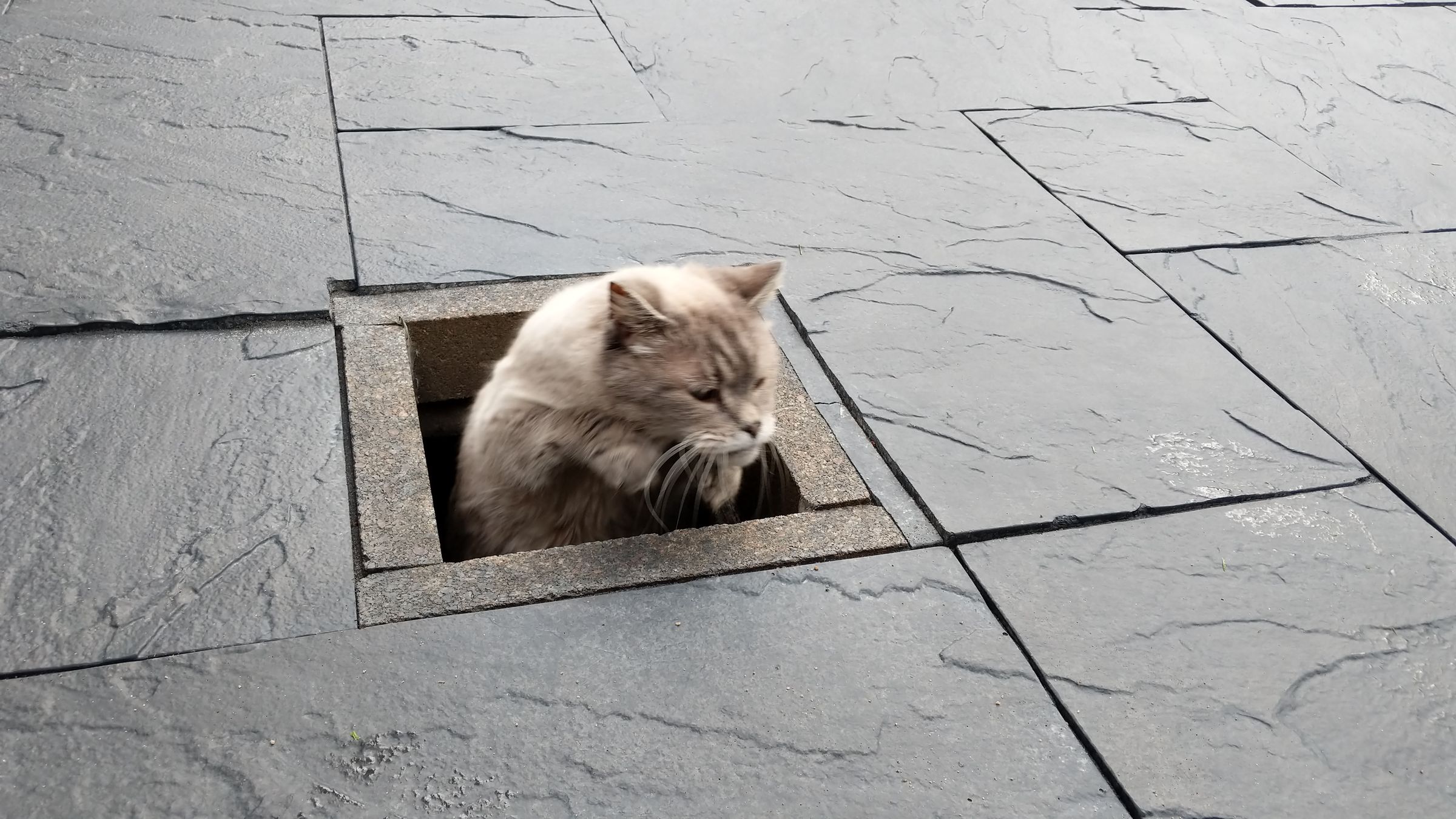 Underground Cat Tunnel 18 Steps Instructables