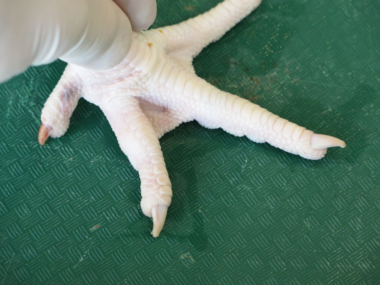 Chicken Foot Dissection 7 Steps Instructables