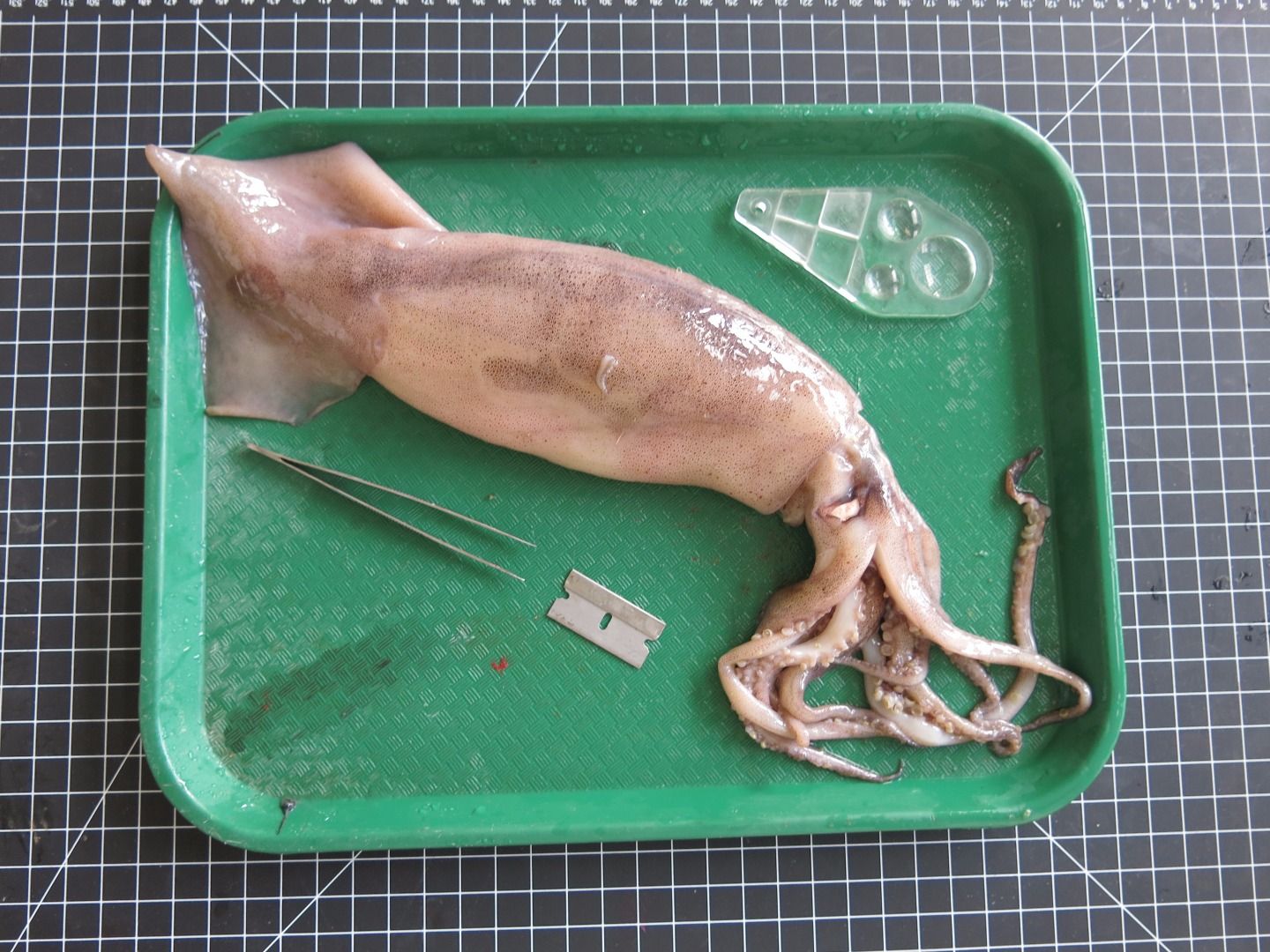 Squid Dissection 11 Steps (with Pictures) Instructables