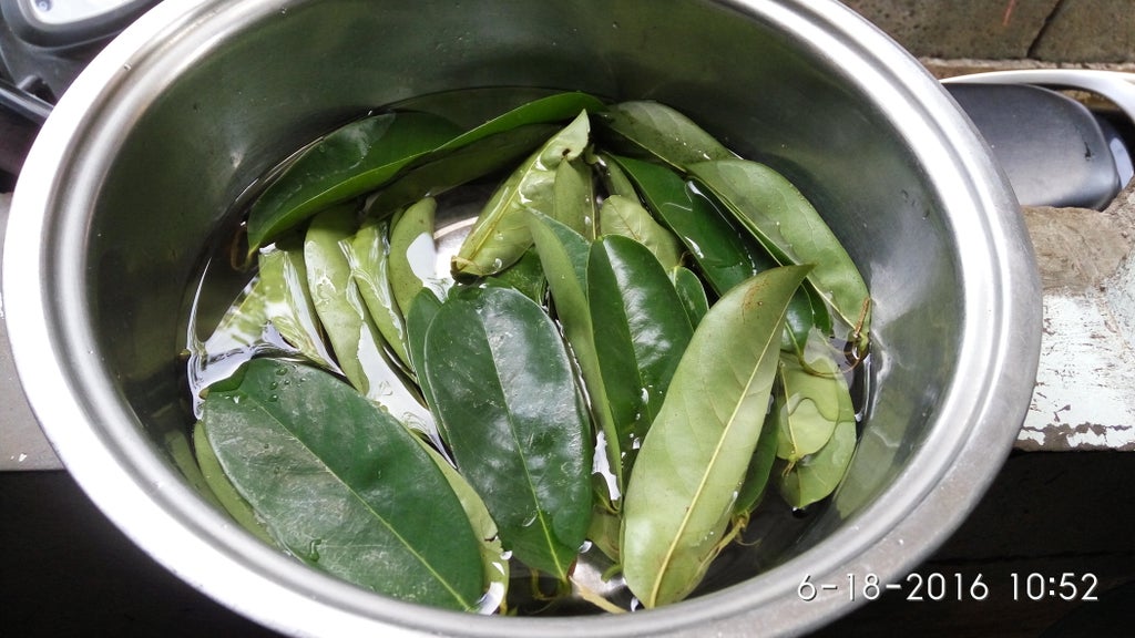 Soursop Leaves Tea Cancer Freeee 8 Steps Instructables Soursop Leaves Tea Cancer Freeee 8 Steps Instructables