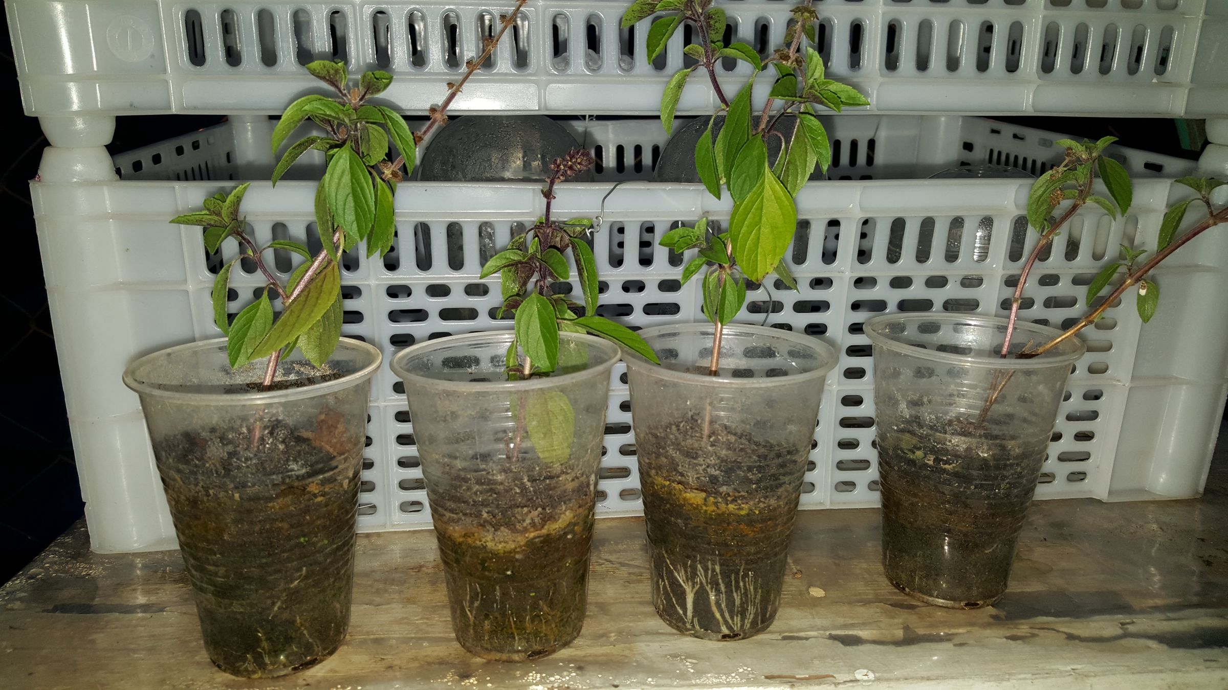 How to Reproduce Basil Without Seed 4 Steps (with Pictures