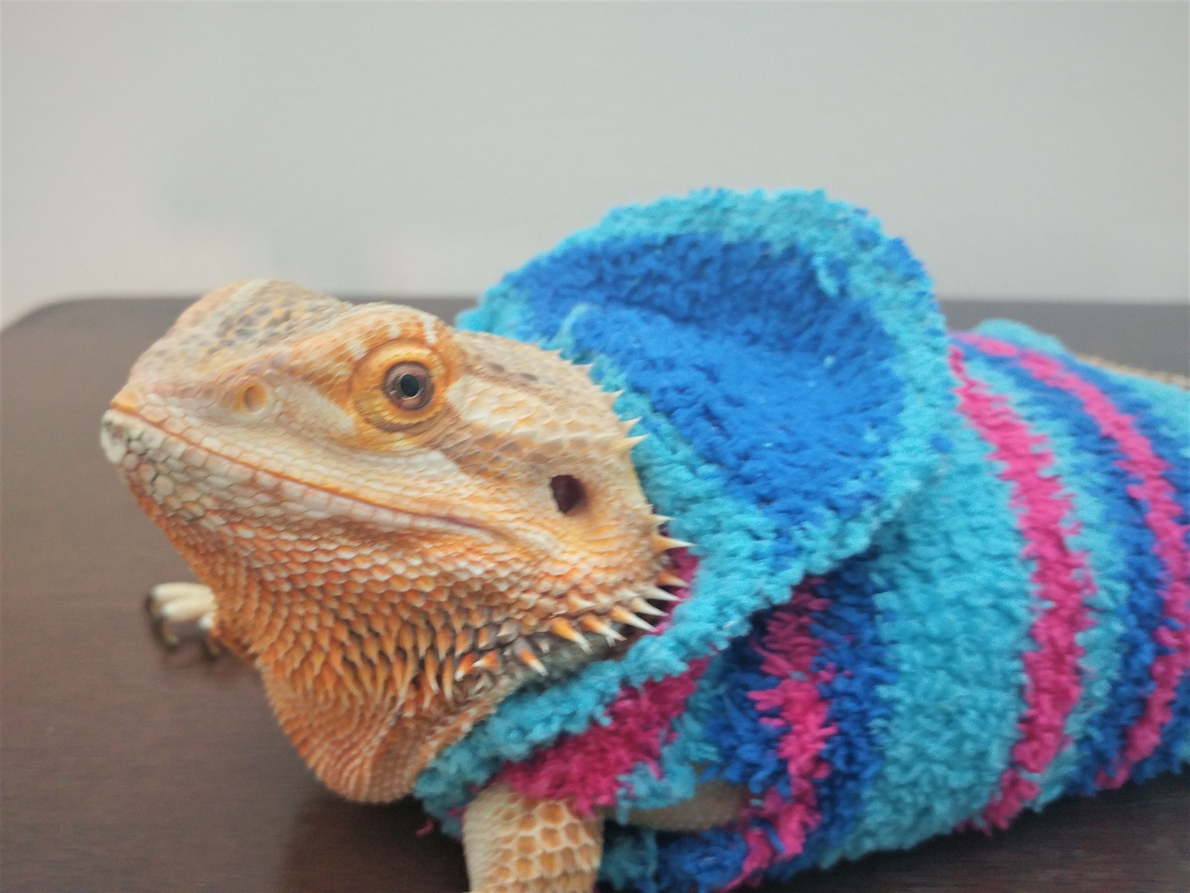 bearded dragon onesie