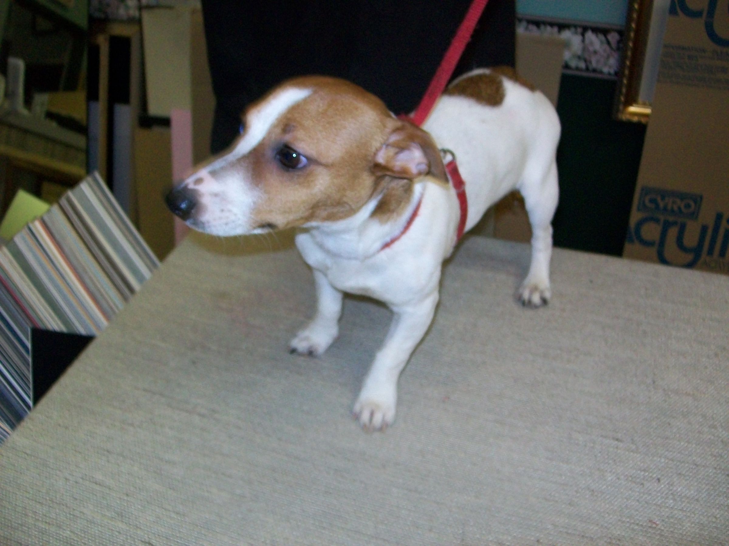 puppy halter
