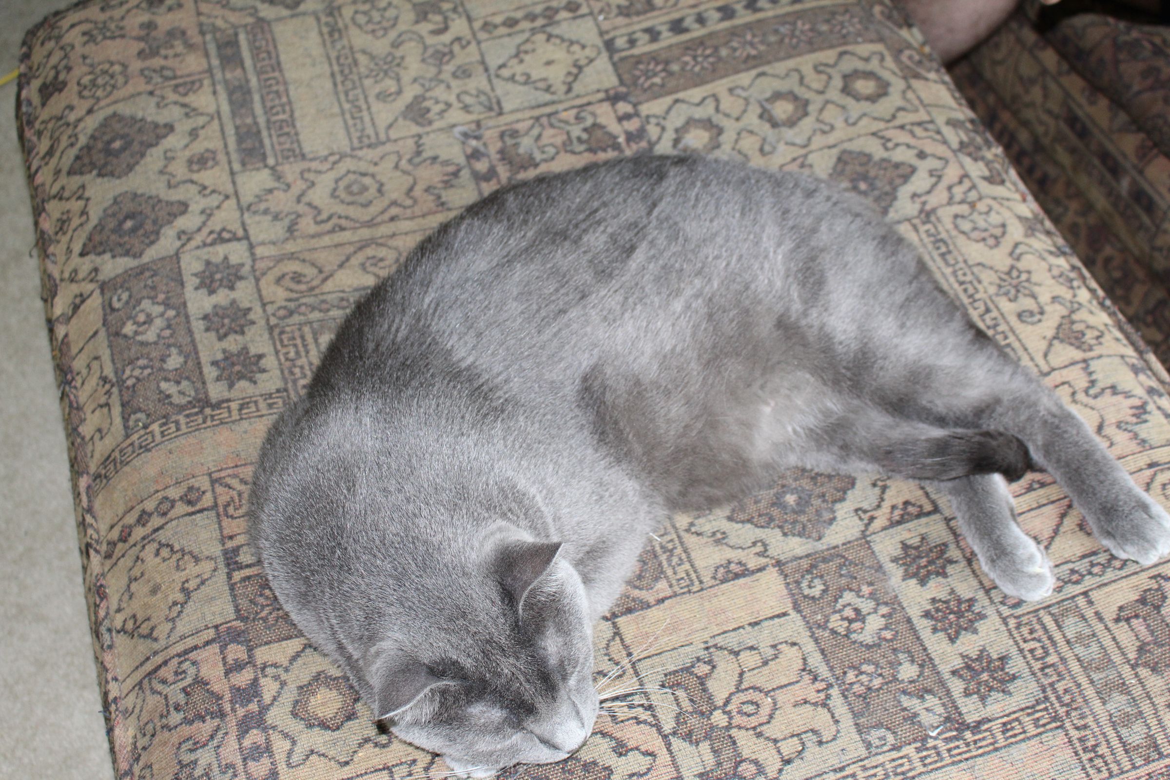 Pet Brush Glove a PURRRRfect Delight! 9 Steps (with Pictures