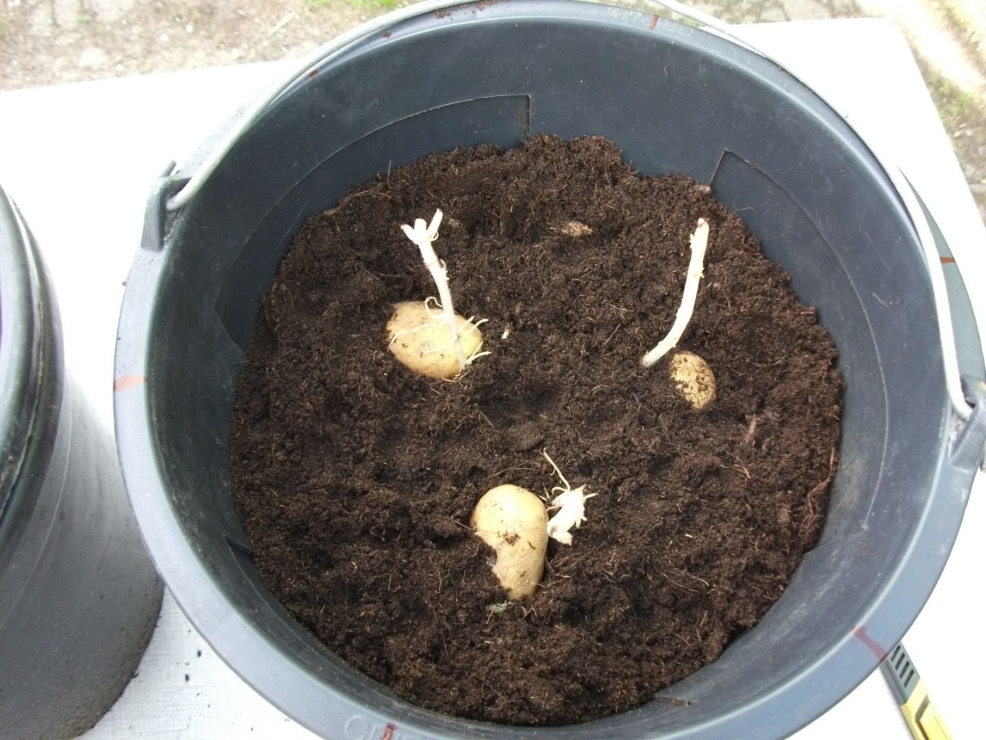 Growing Potatoes in Buckets 4 Steps (with Pictures) Instructables