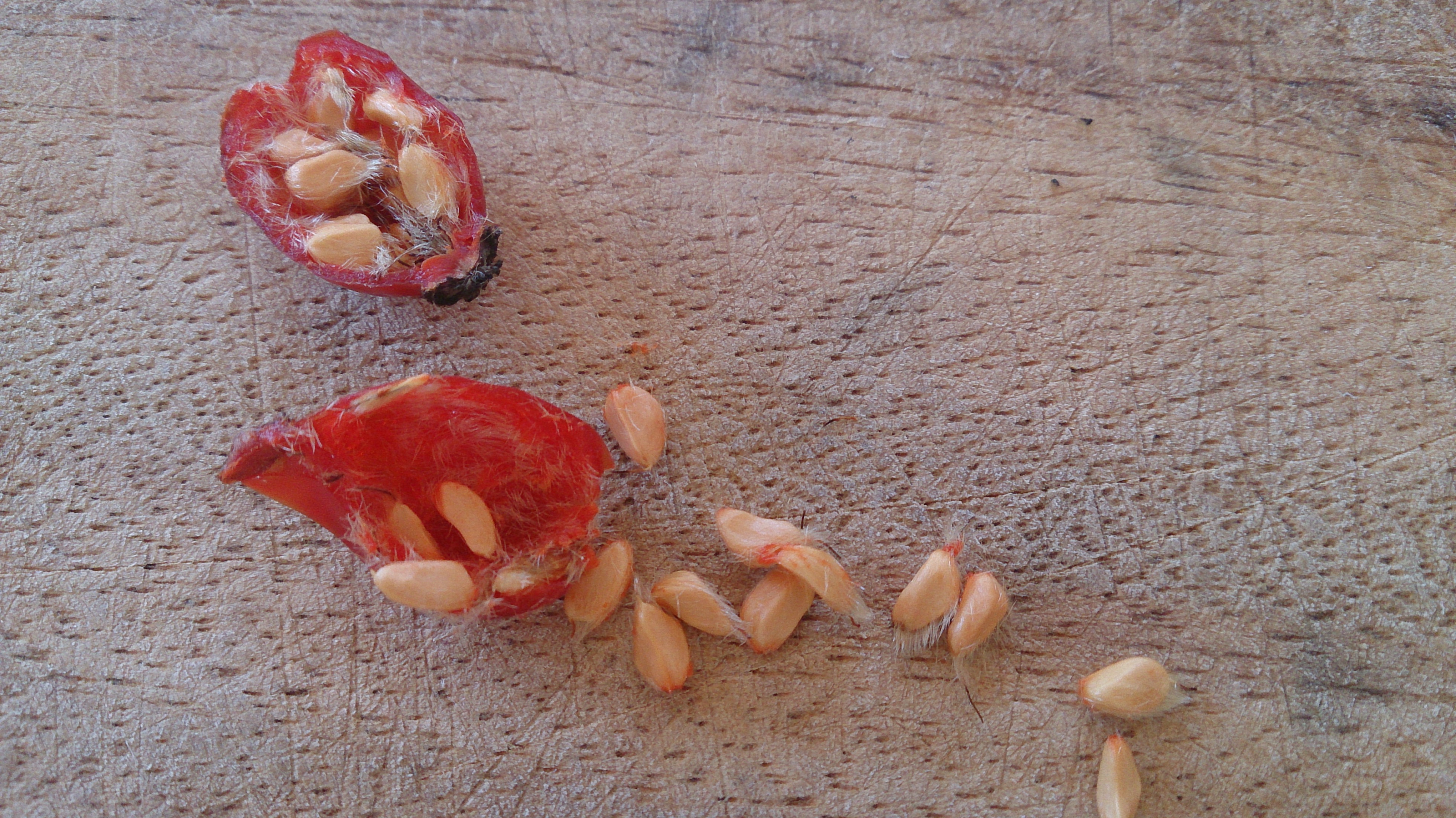 How to Eat a Rose Hip 3 Steps (with Pictures) Instructables